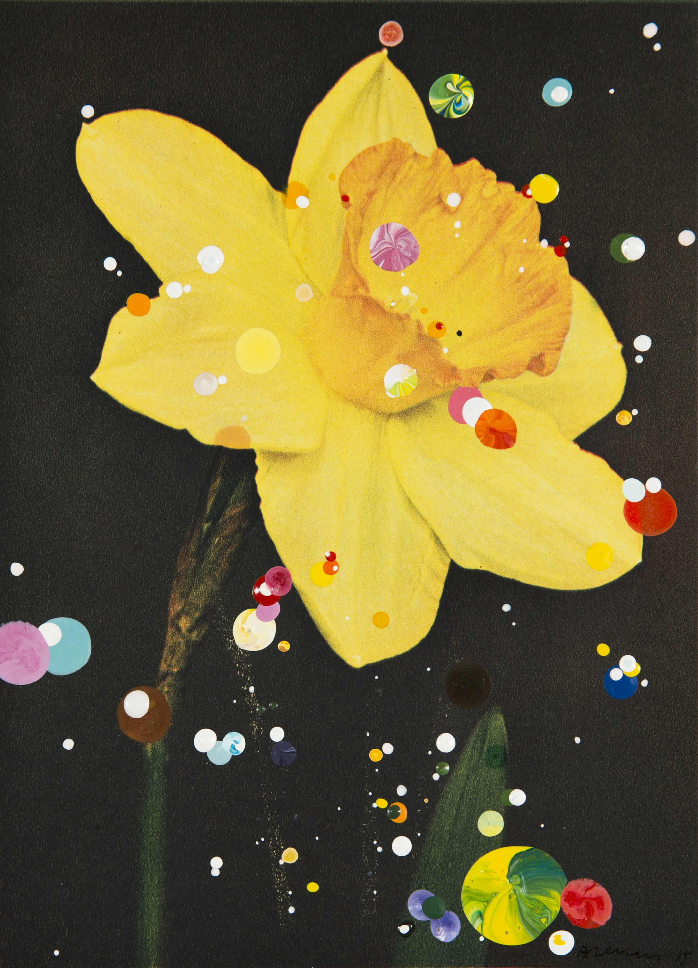 Narcissus Incomparabilis Fortune