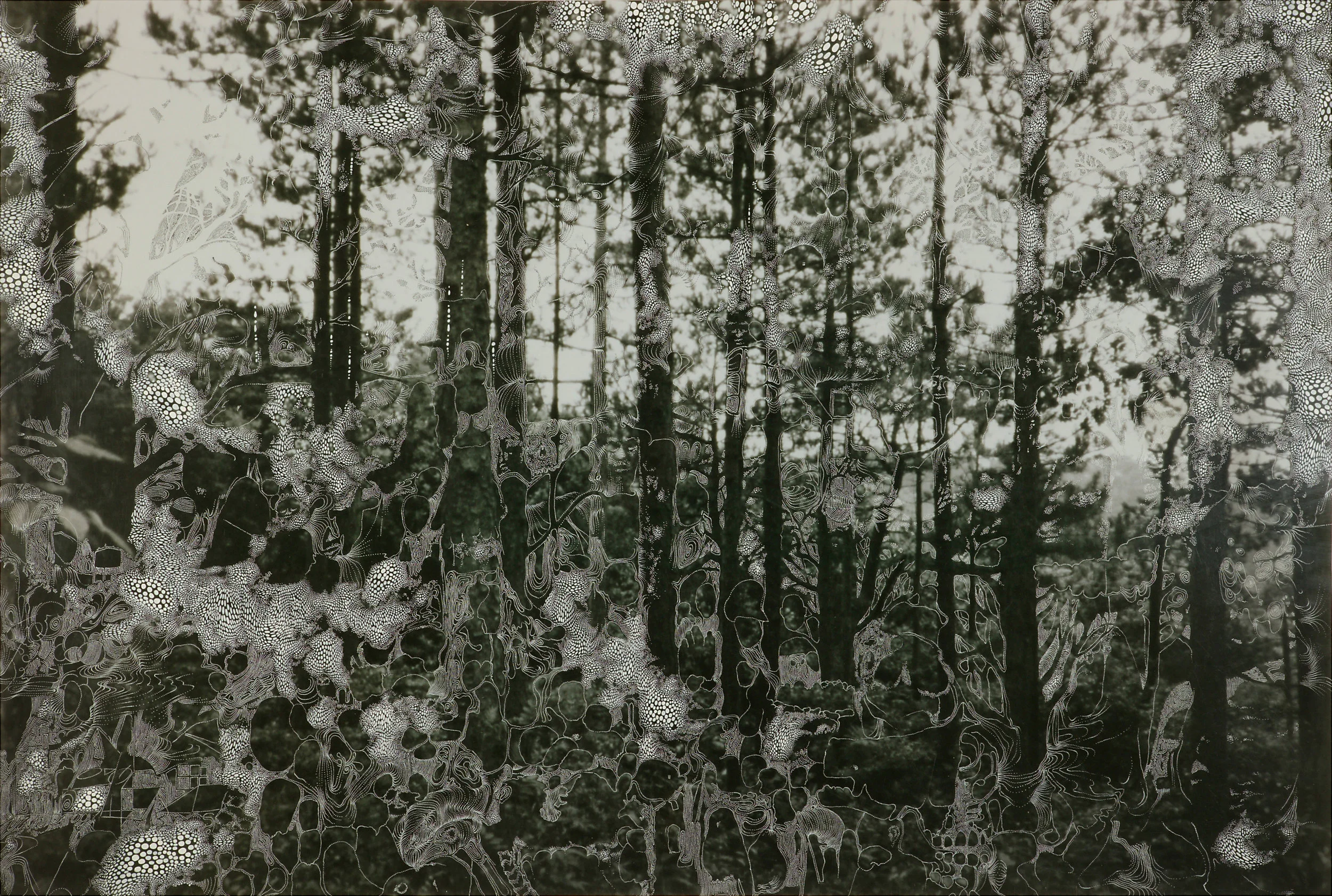 The Pointless Forest