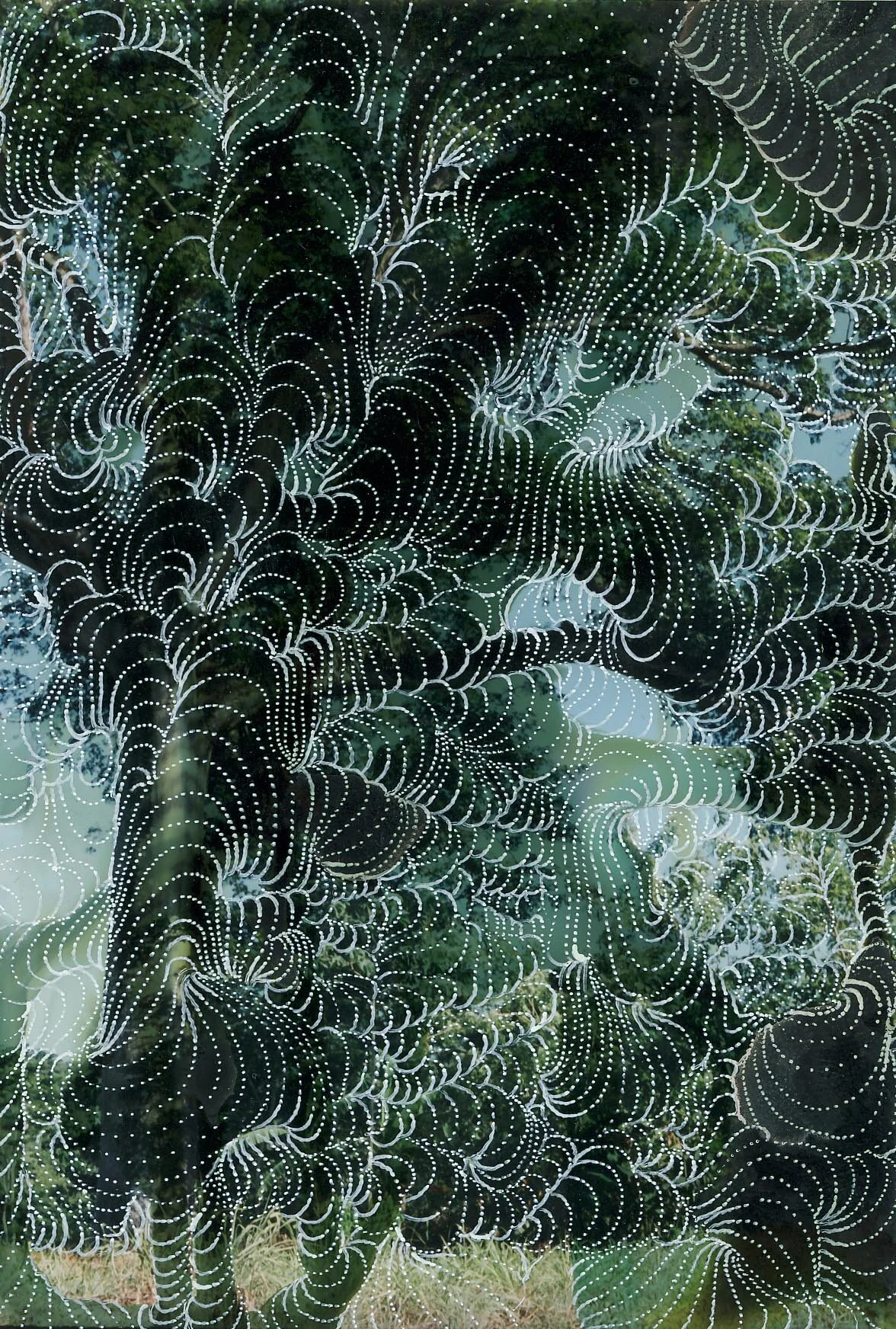 Tepius Tree