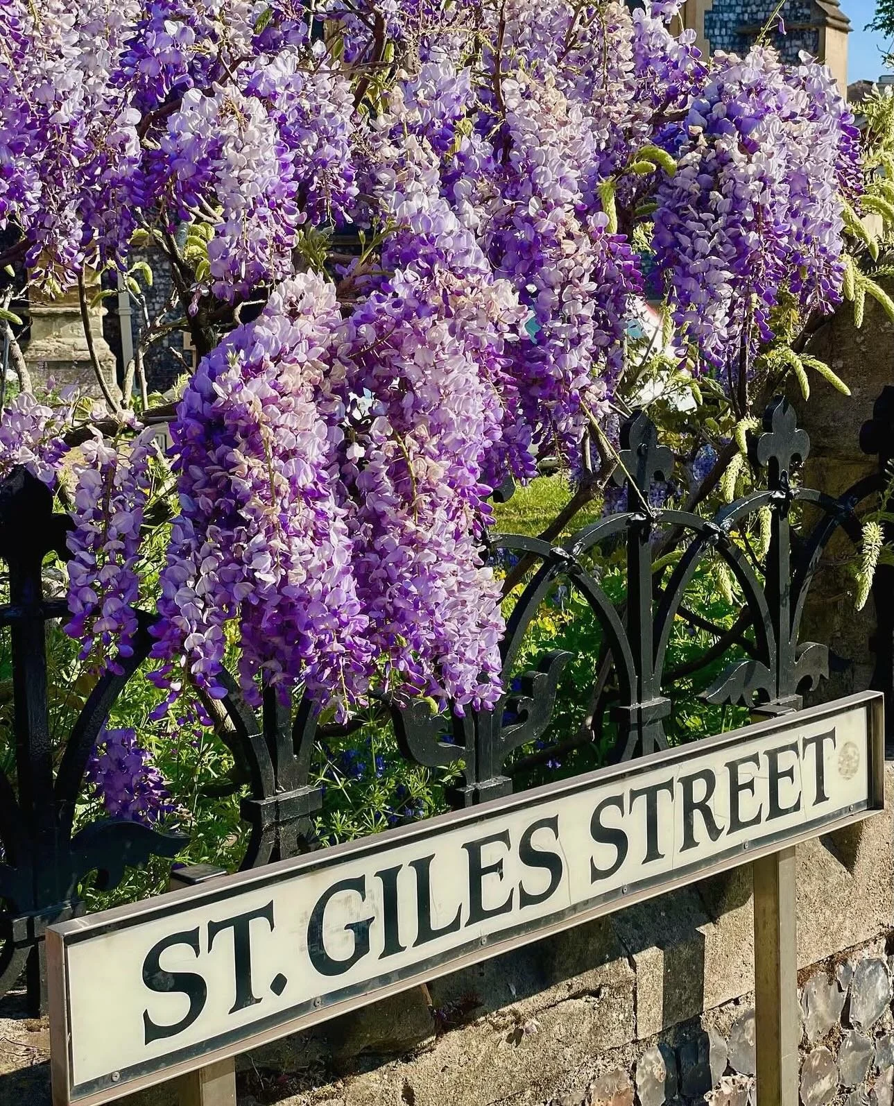 💜💜💜 If you&rsquo;ve never visited our restaurant in St Giles Street, then this is definitely the month to do so. The purple Wisteria not only looks stunning in full bloom down the street, but smells divine. St Giles Street is abundant with indepen