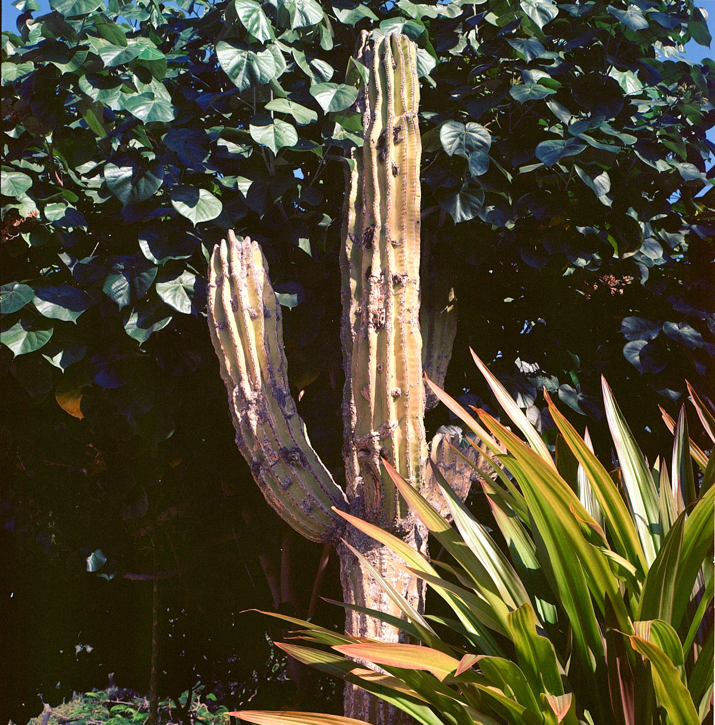 Image (3) (4).jpg
