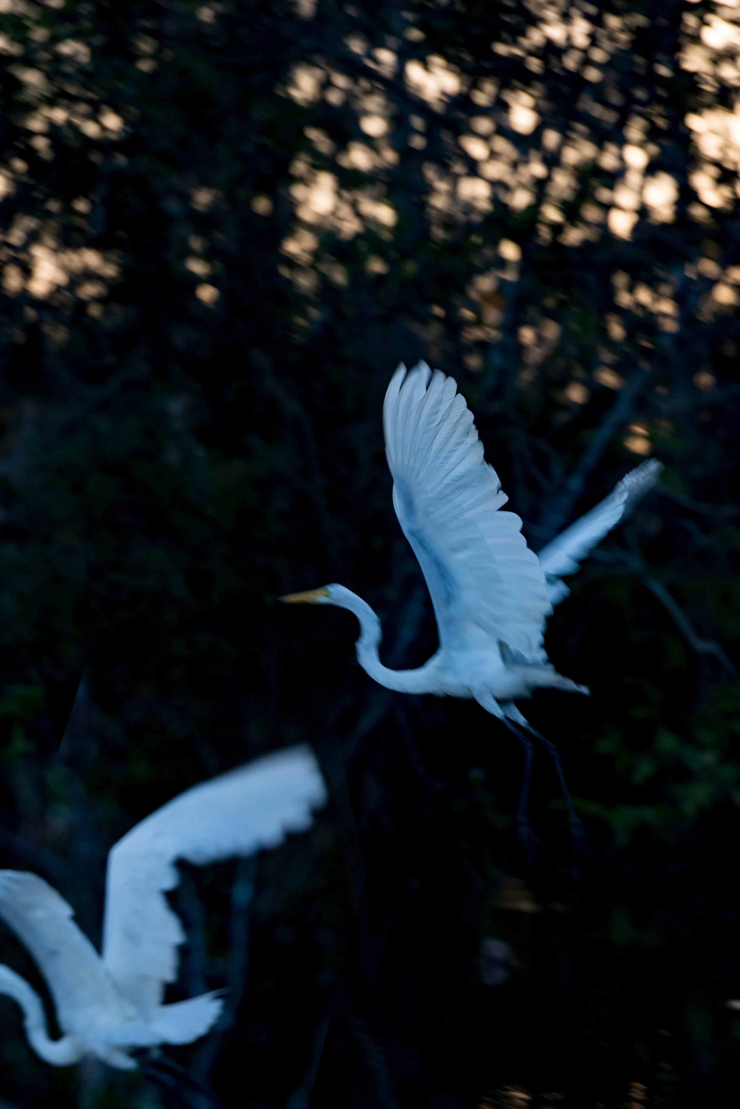 DSC_2749_1.jpg