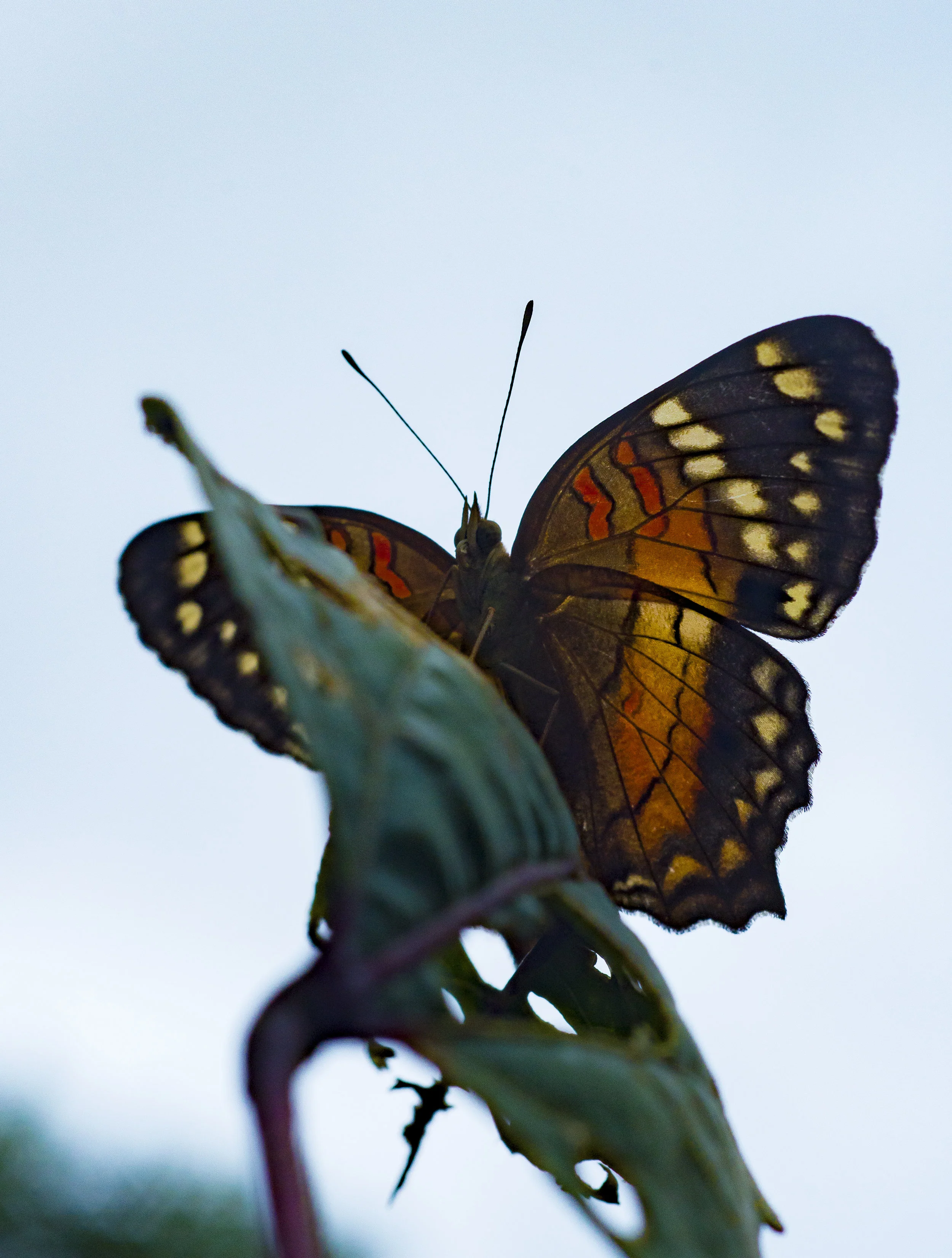 DSC_4729.jpg