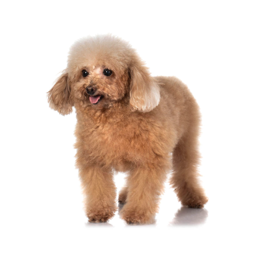 Purina: Poodle (Toy)