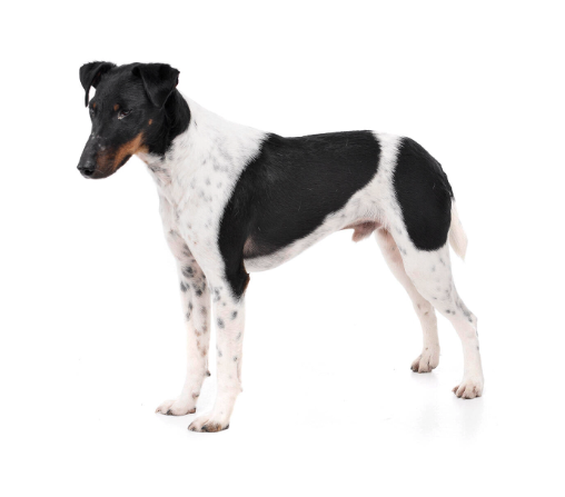Purina: Fox Terrier Smooth Coat