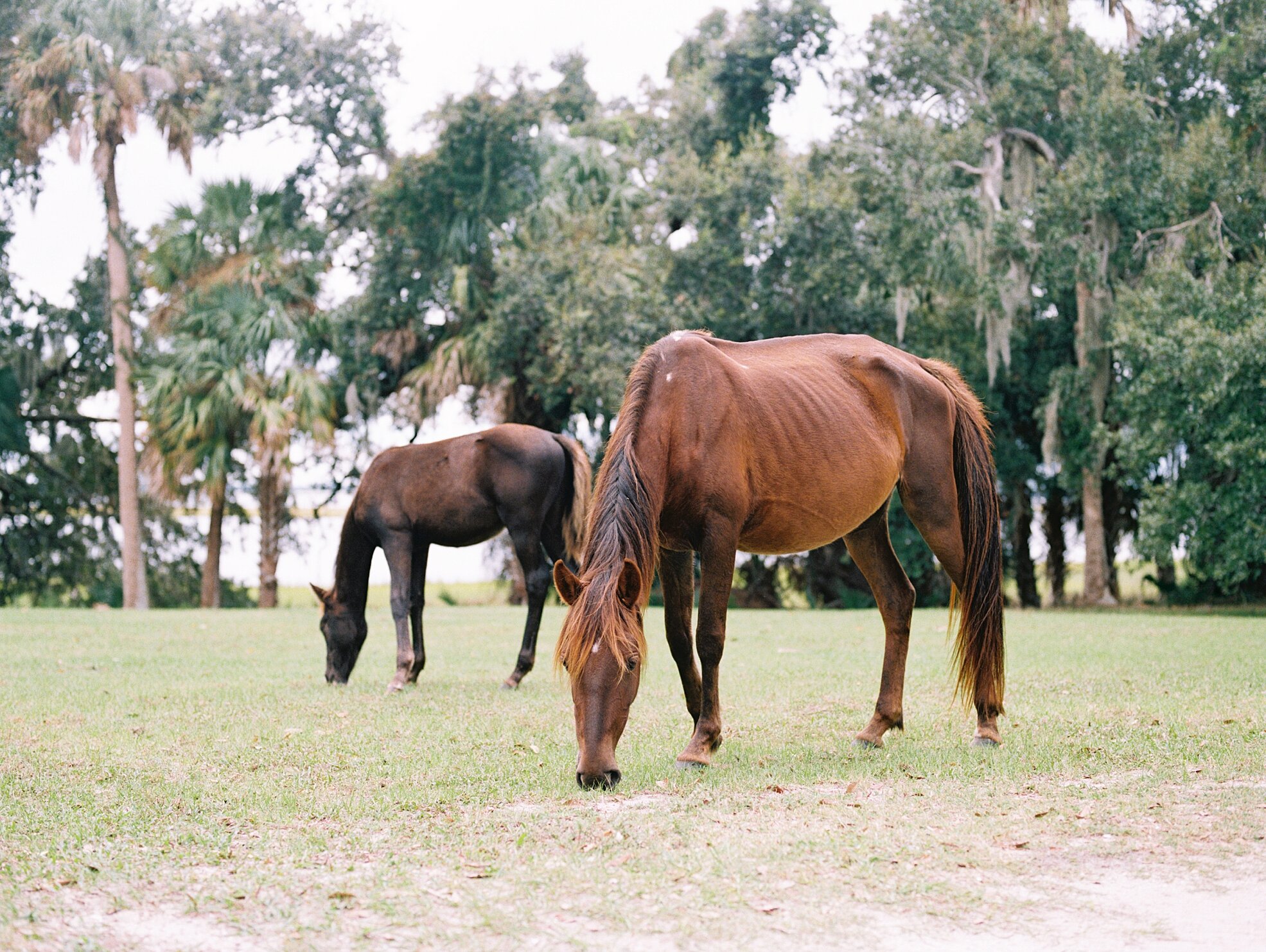 Lisa Silva Photography- Jacksonville and Ponte Vedra Beach Fine Art Film Wedding Photography- Engagement Session at the Greyfield Inn and Cumberland Island, Georgia_0013.jpg