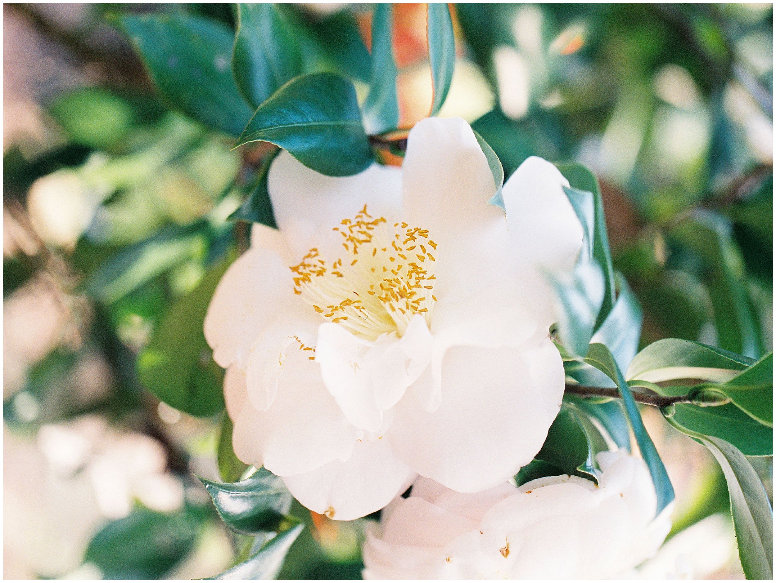 Lisa Silva Photography Jacksonville St Augustine Amelia Island Ponte Vedra Beach Fine Art Film Wedding Photographer-Bok Tower Gardens Bridal Editorial_0012.jpg