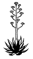 quite_mezcal_nacional_02.png
