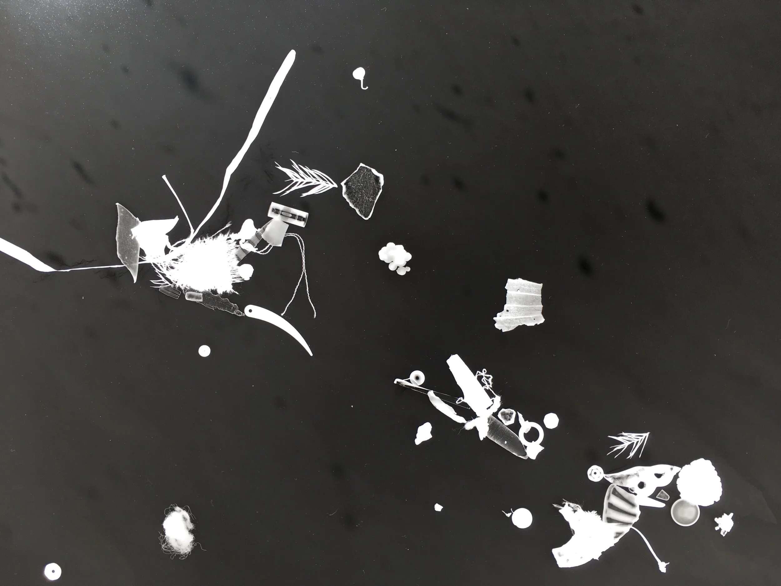 photogram 5.jpg