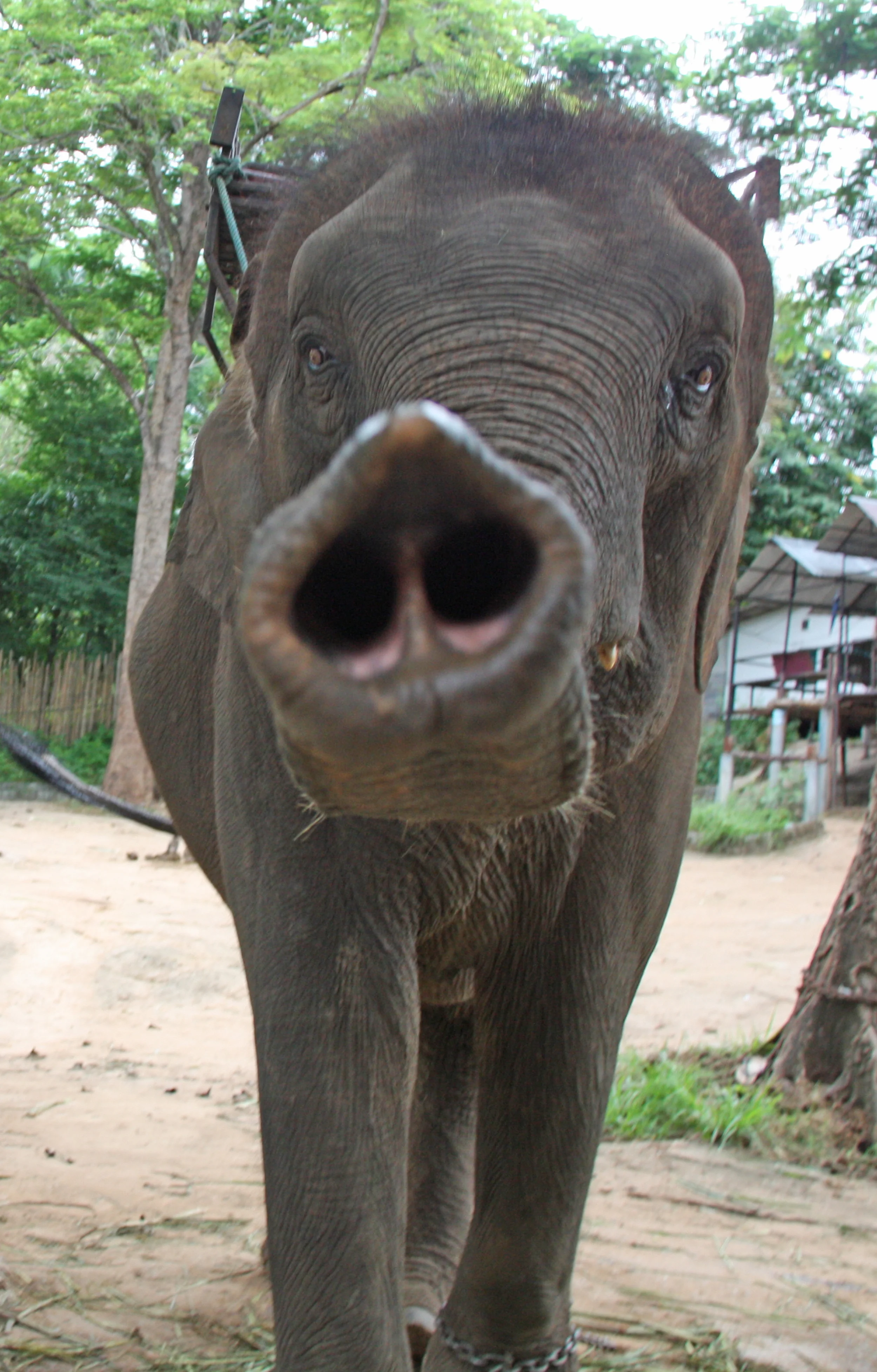 elephantus.jpg
