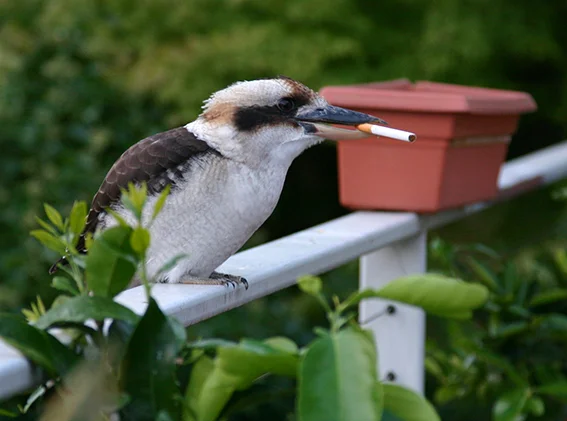 Smoking causes beak cancer