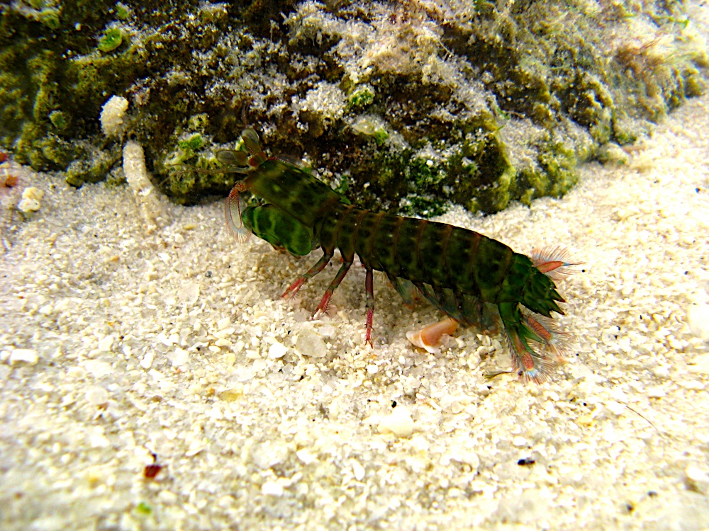 Mantis Shrimp Photo.jpg