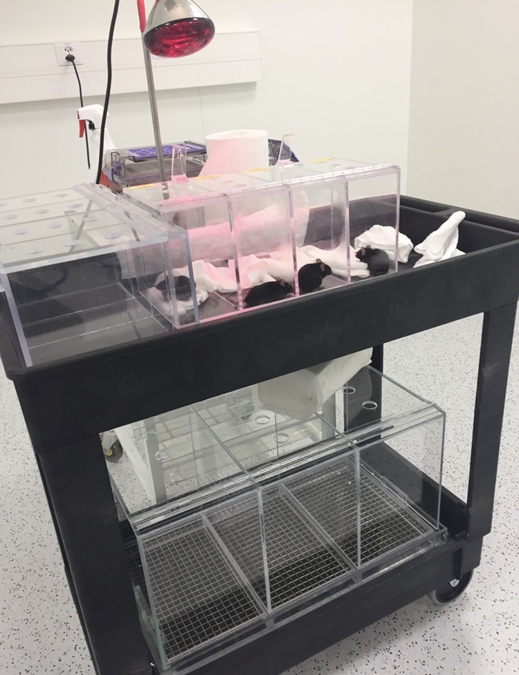 Rodent research: mice dry off after a water maze vision test that the author conducted. 