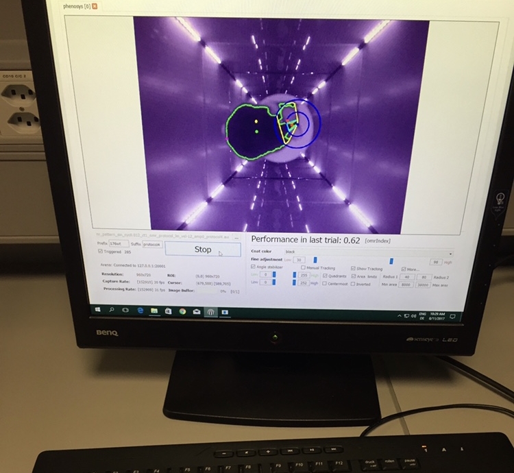 A mouse in a digit vision-test protocol.