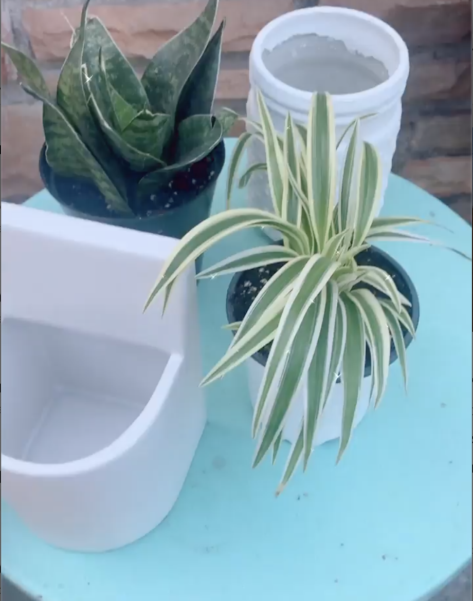 indoor plant options for a home office