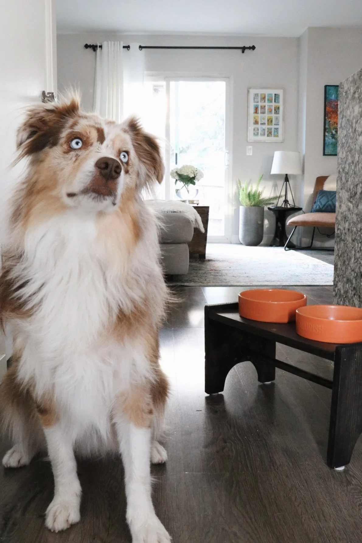 Elevated Dog Bowl Station