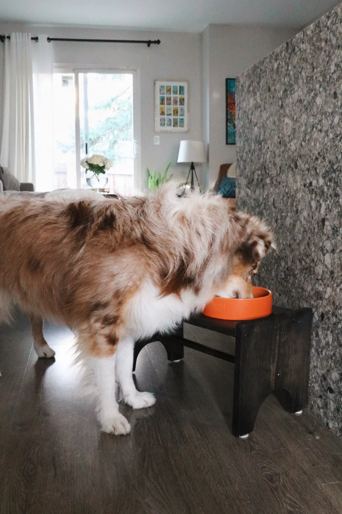 Miniature Australian Shepherd drinking from custom water station