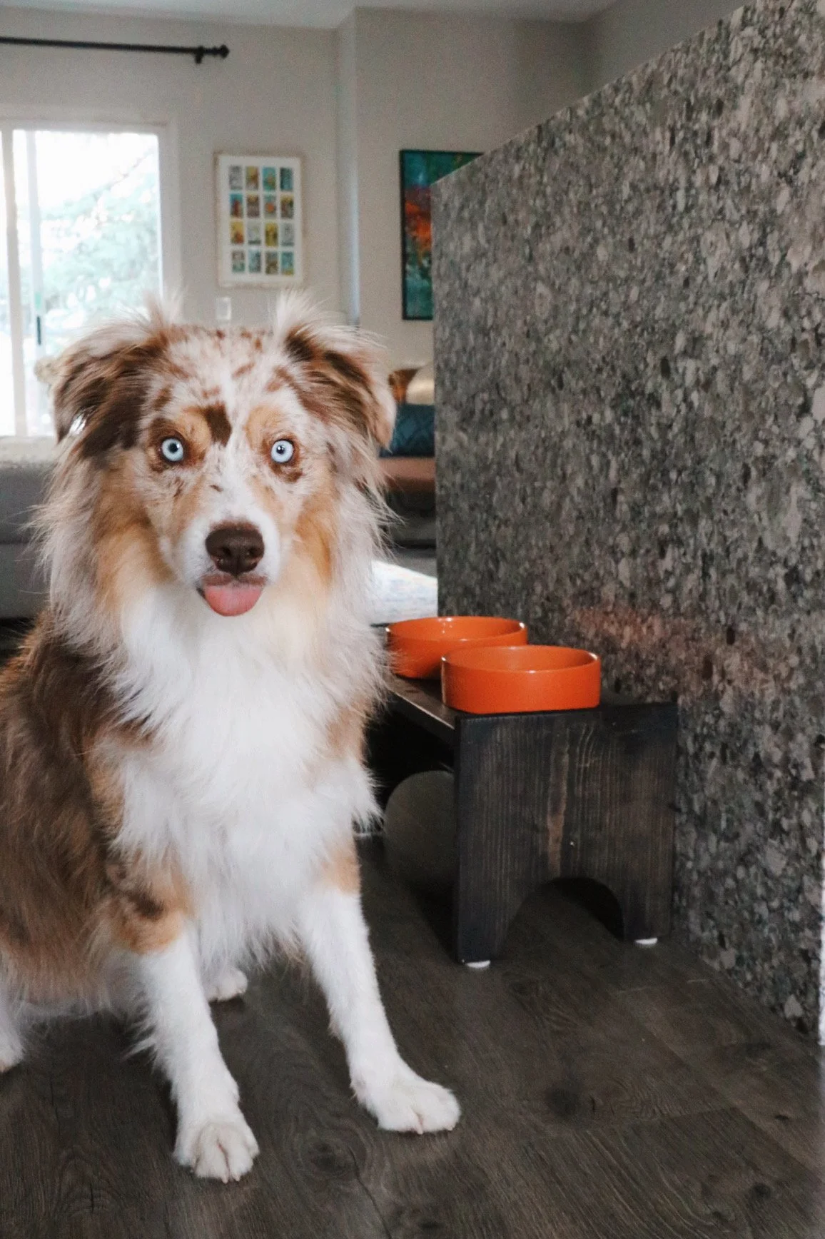 red merle Mini Australian Shepherd with tongue out