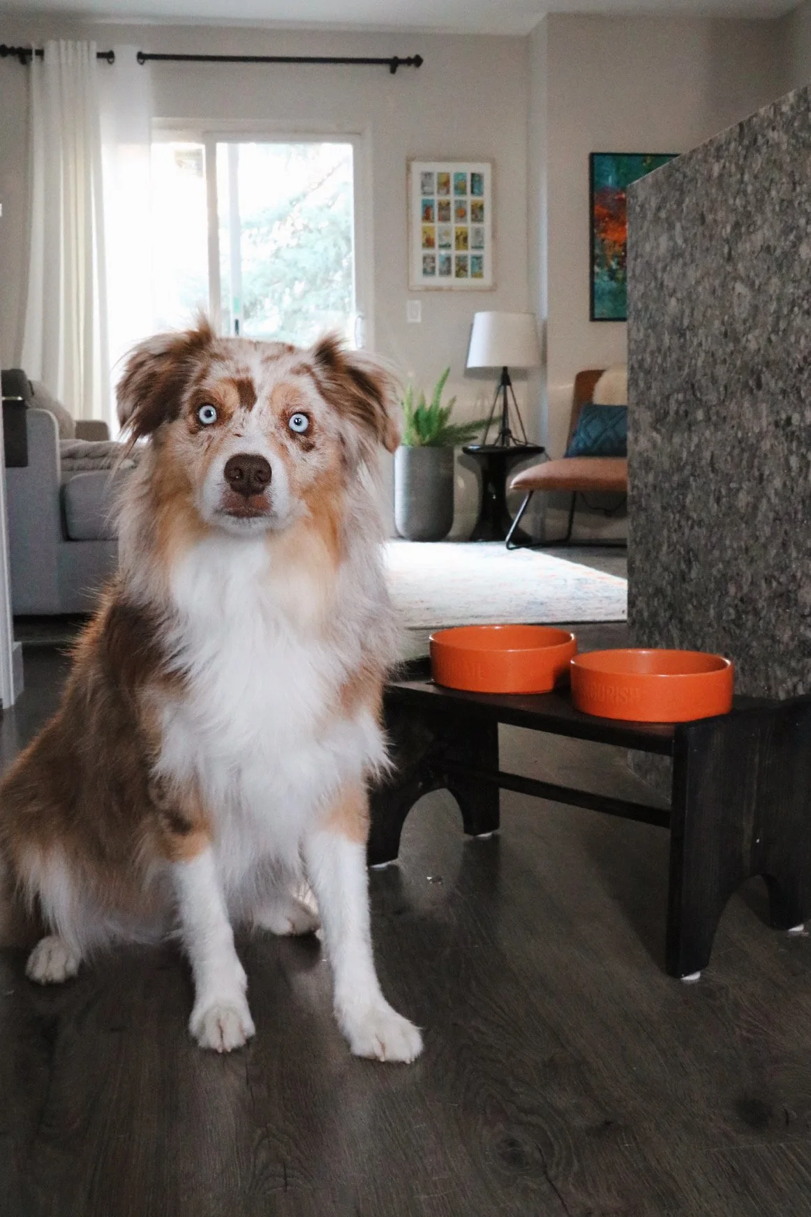 Red Merle Australian Shepherd dog in living room