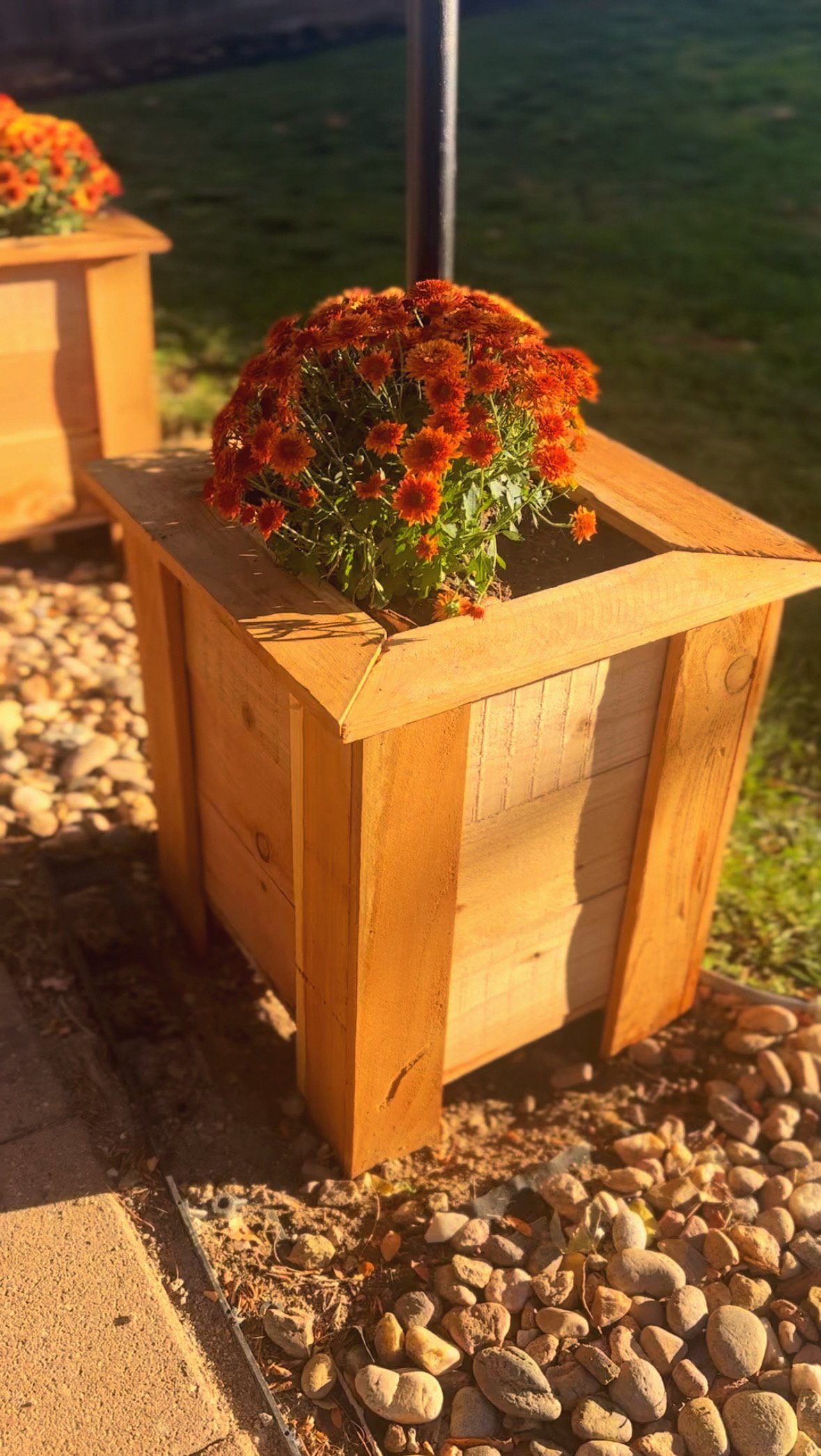 Fall Mums and Where to Plant Them