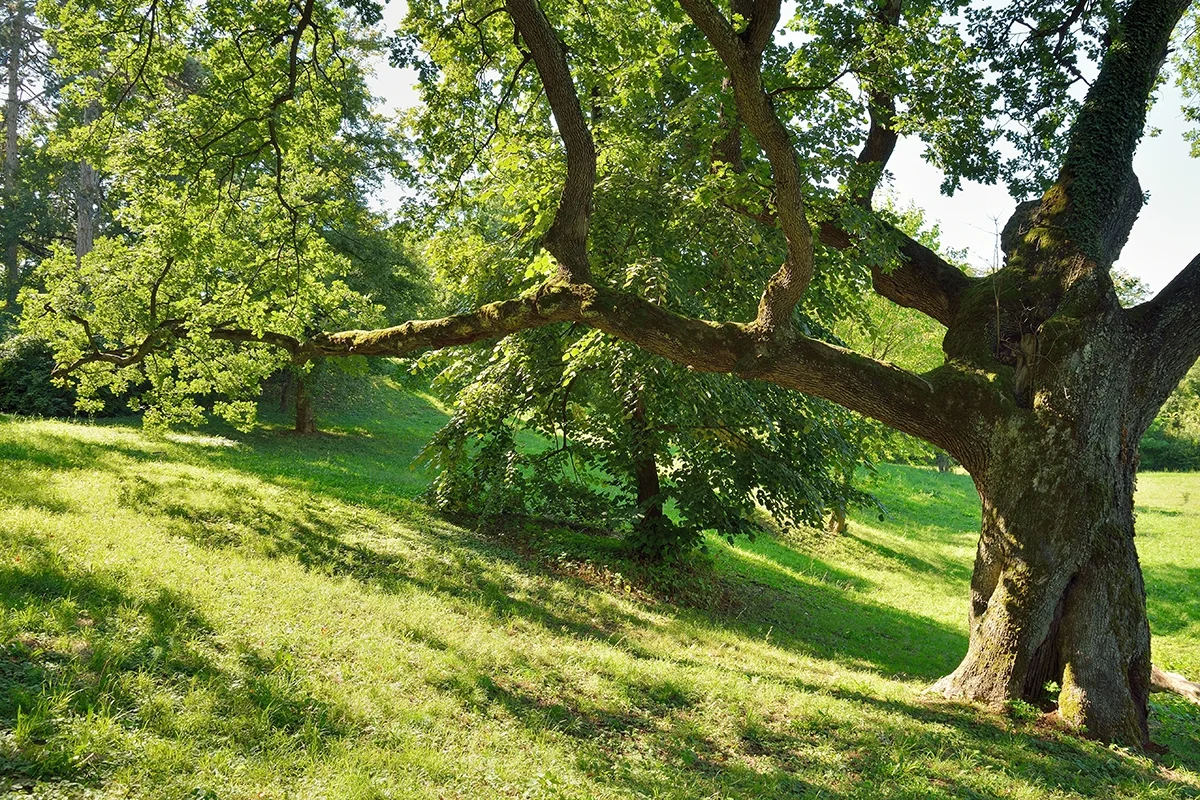 Live oak at one of the nearby East Bay Regional Parks