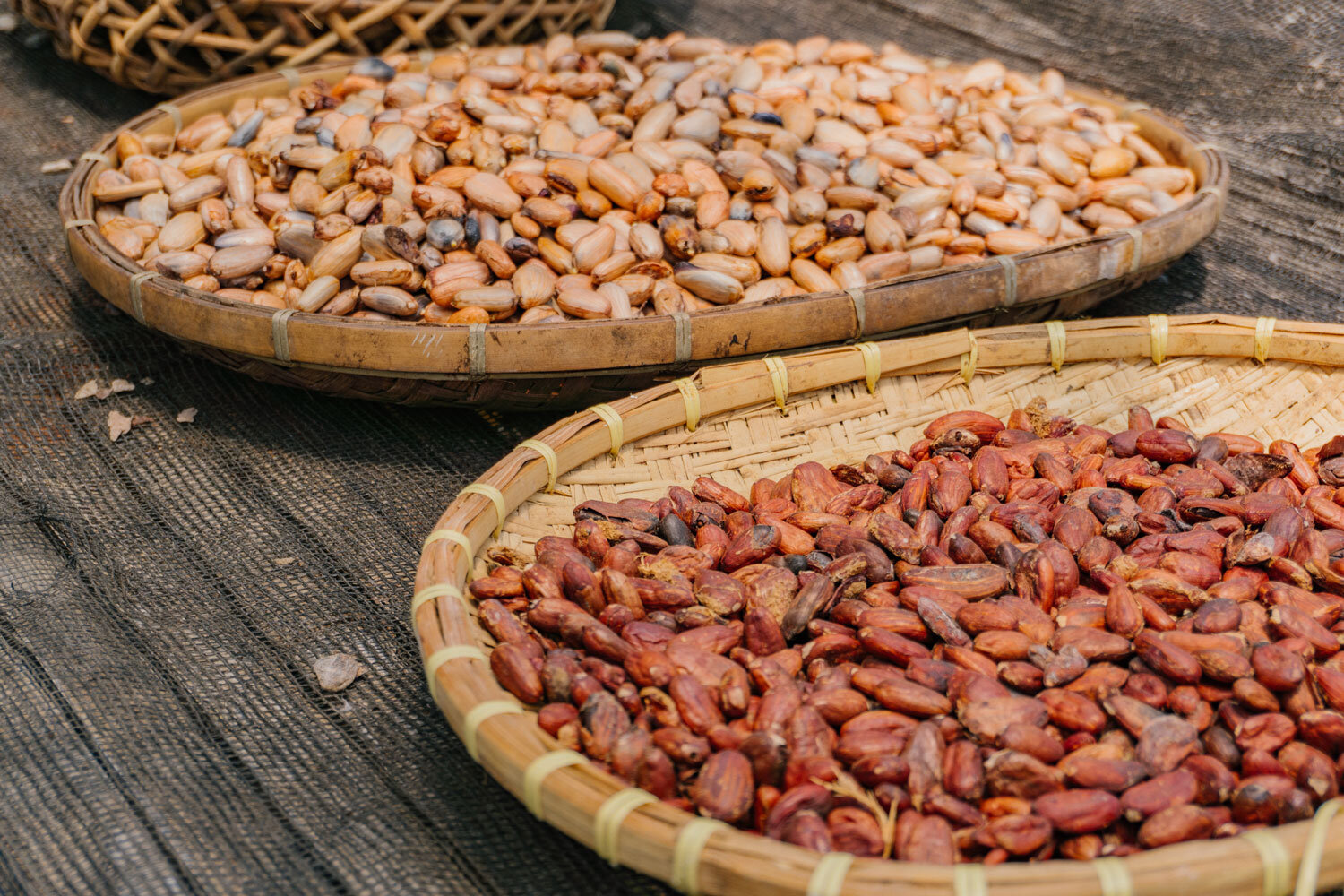 Actual raw cacao beans (left) and fermented beans (right)