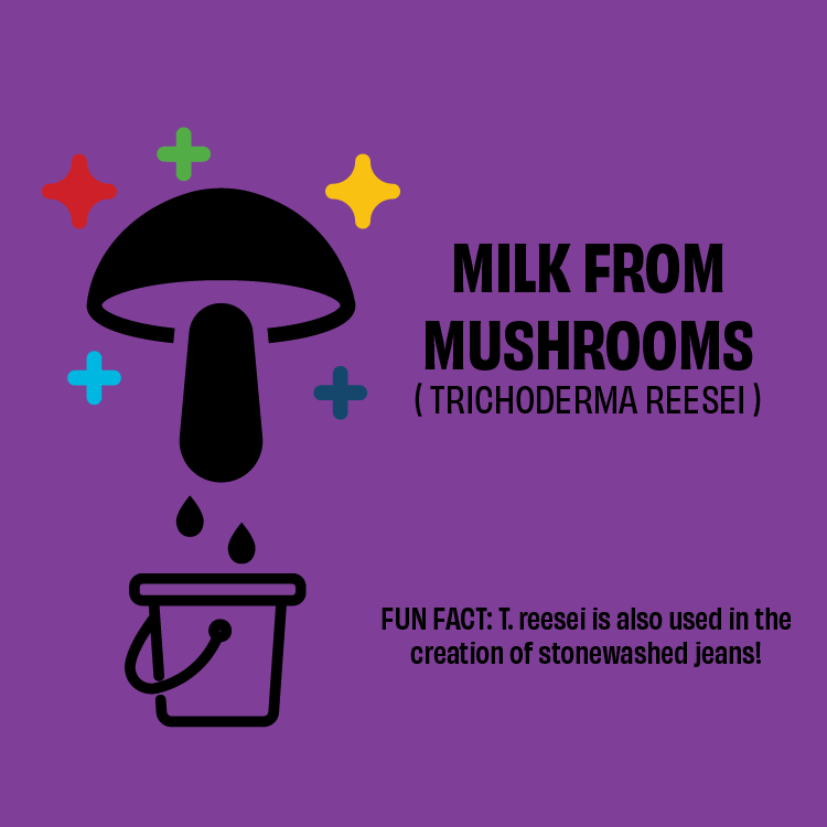 Milk-from-mushrooms-1.png