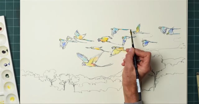 The Shot that got away - Macaws