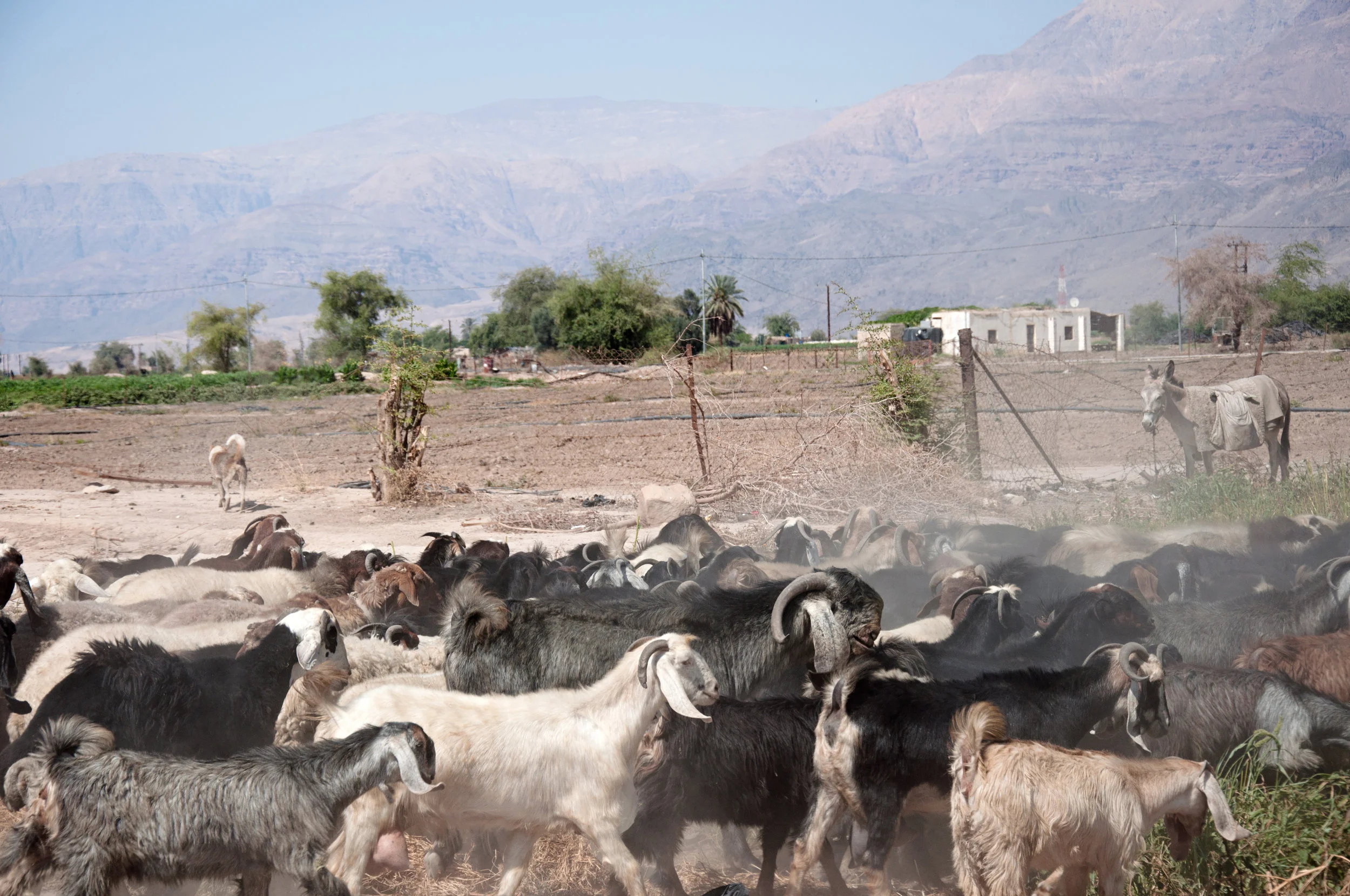 MiddleEast_0813.jpg