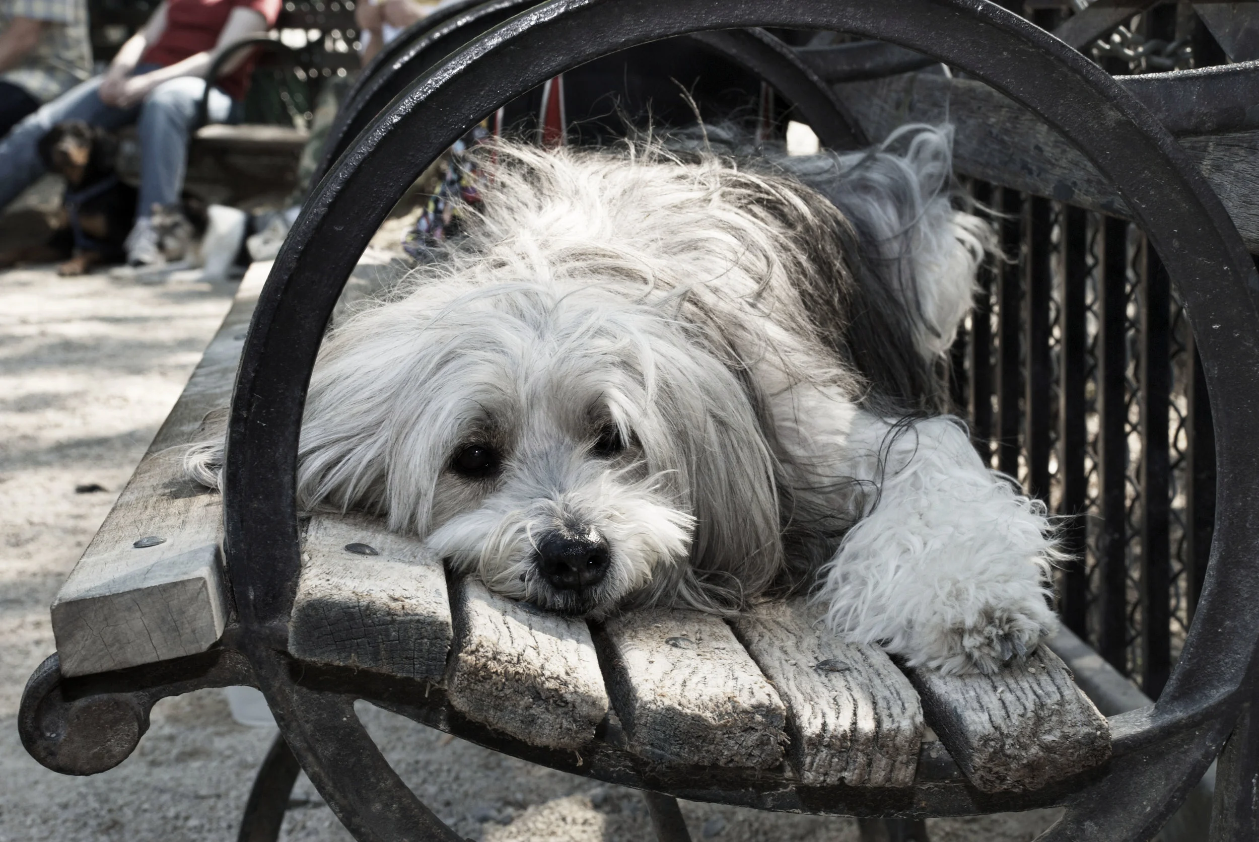 09.05.25_dog1.JPG