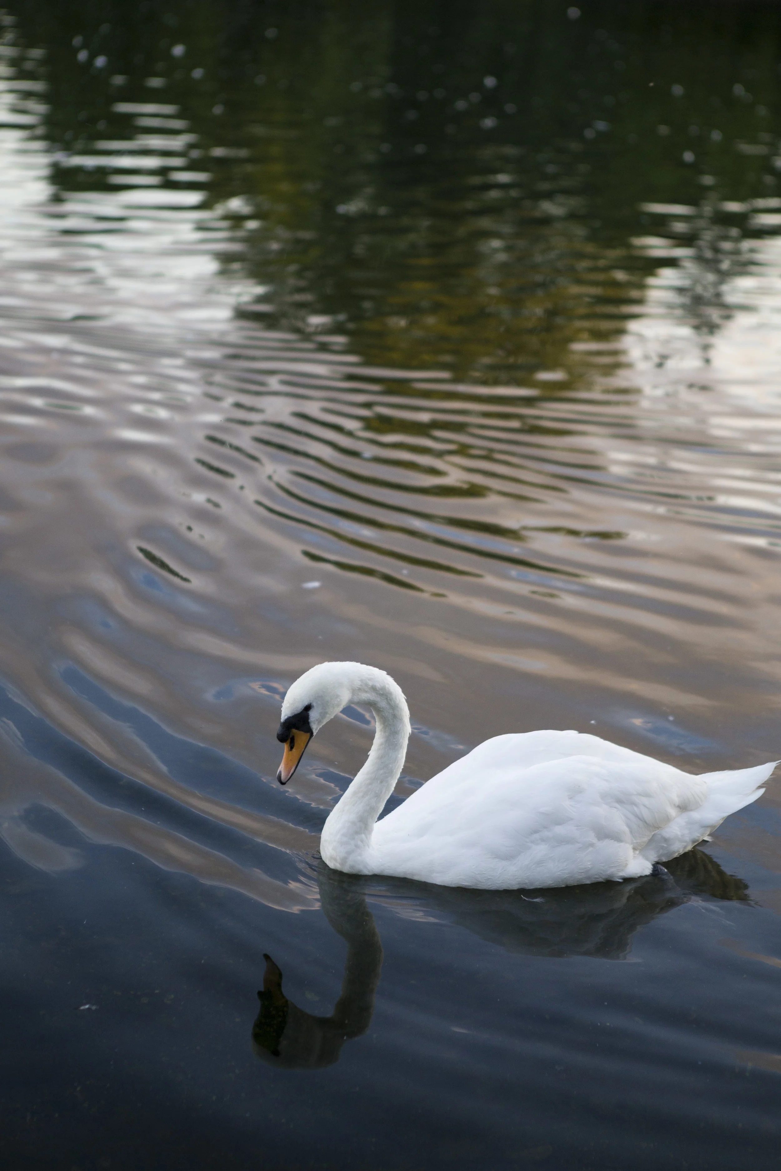 swan_IMG_8450.jpg