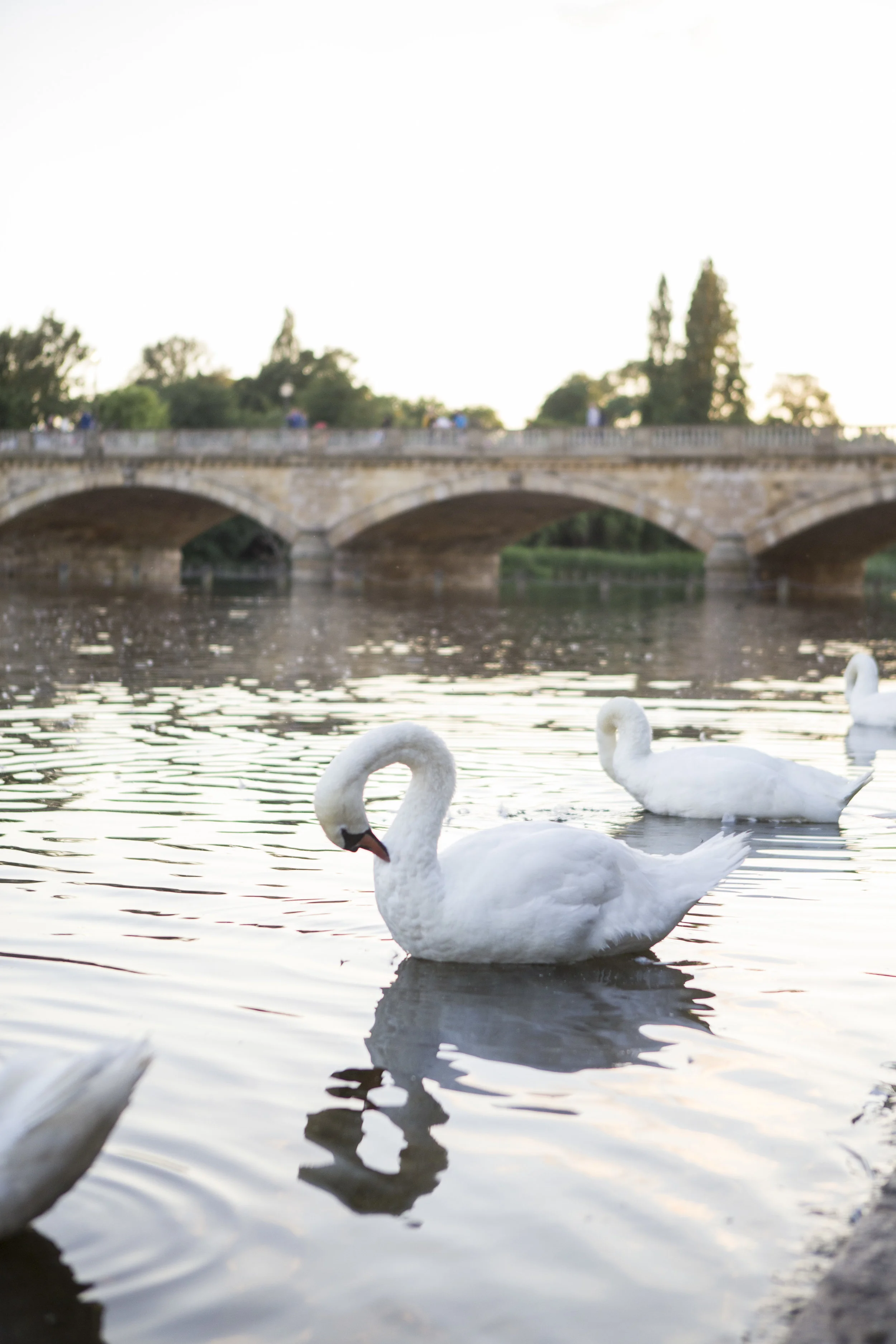 swan_IMG_8461.jpg
