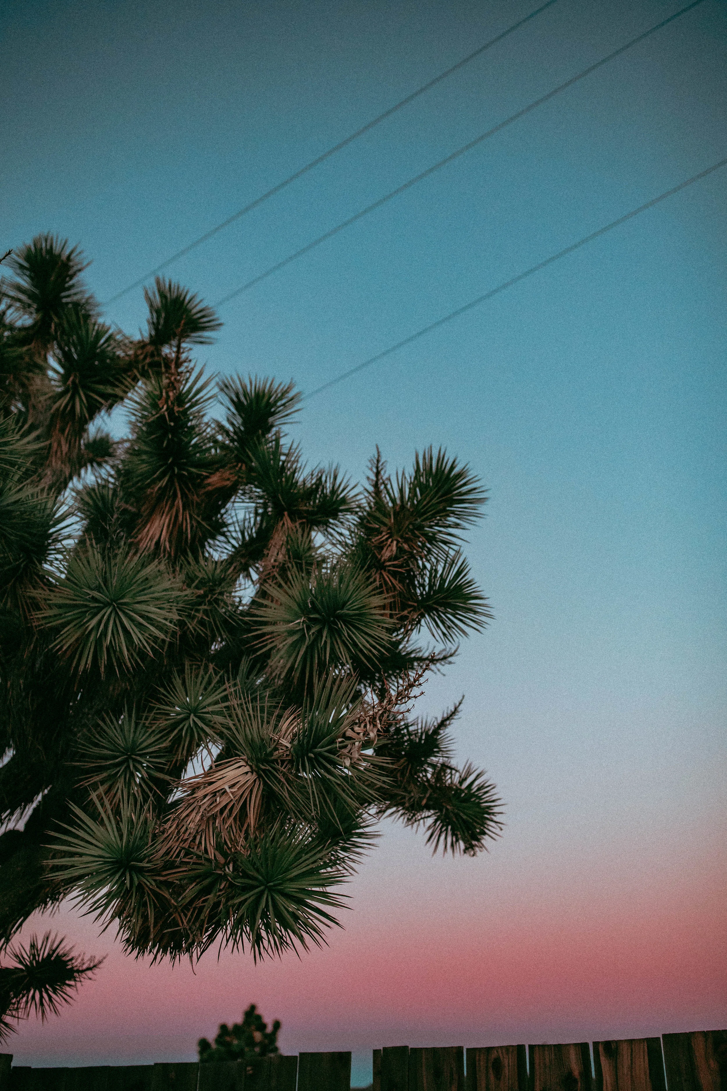 IMG_8675_cali.jpg