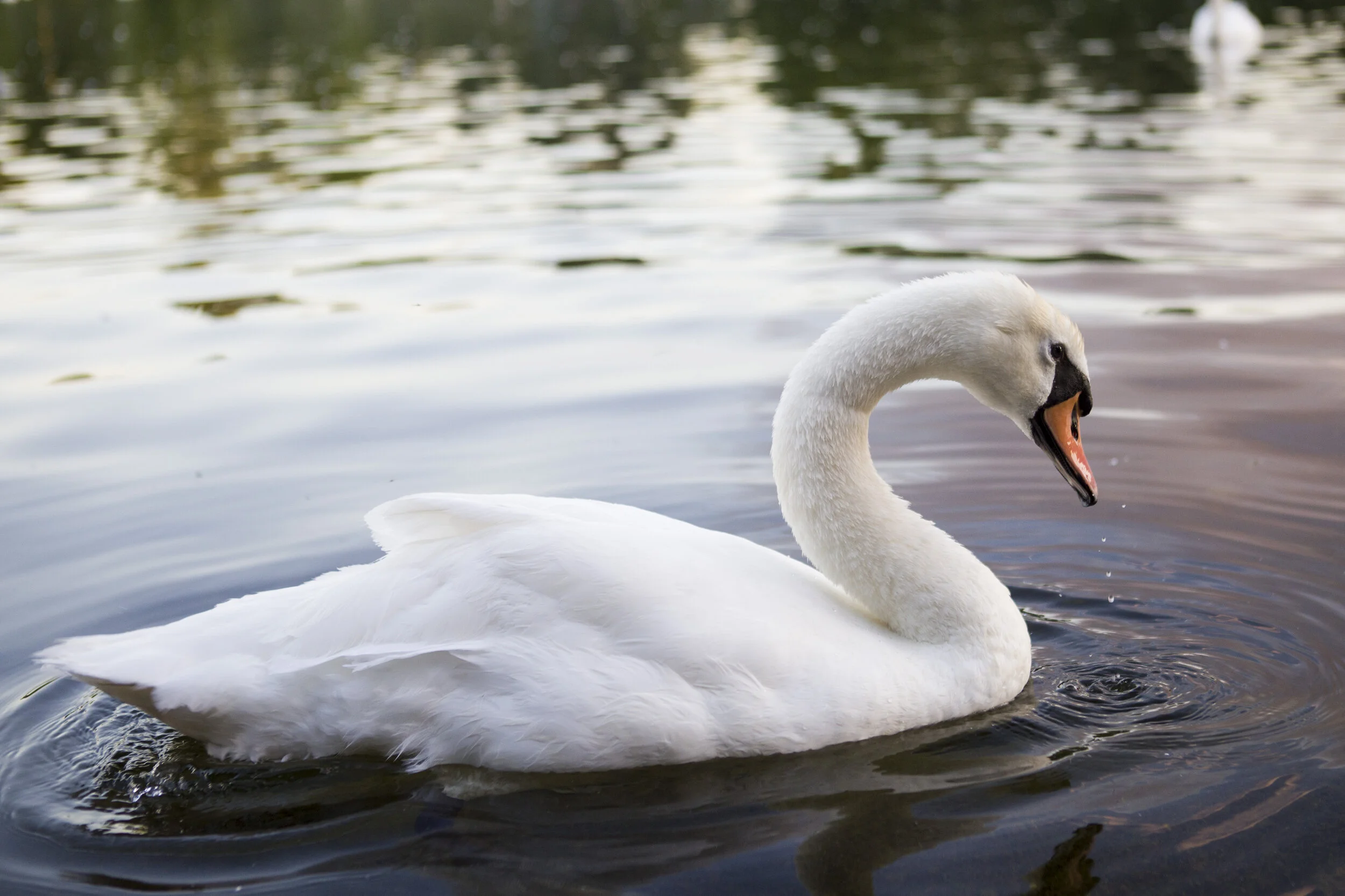 swan_IMG_8485.jpg