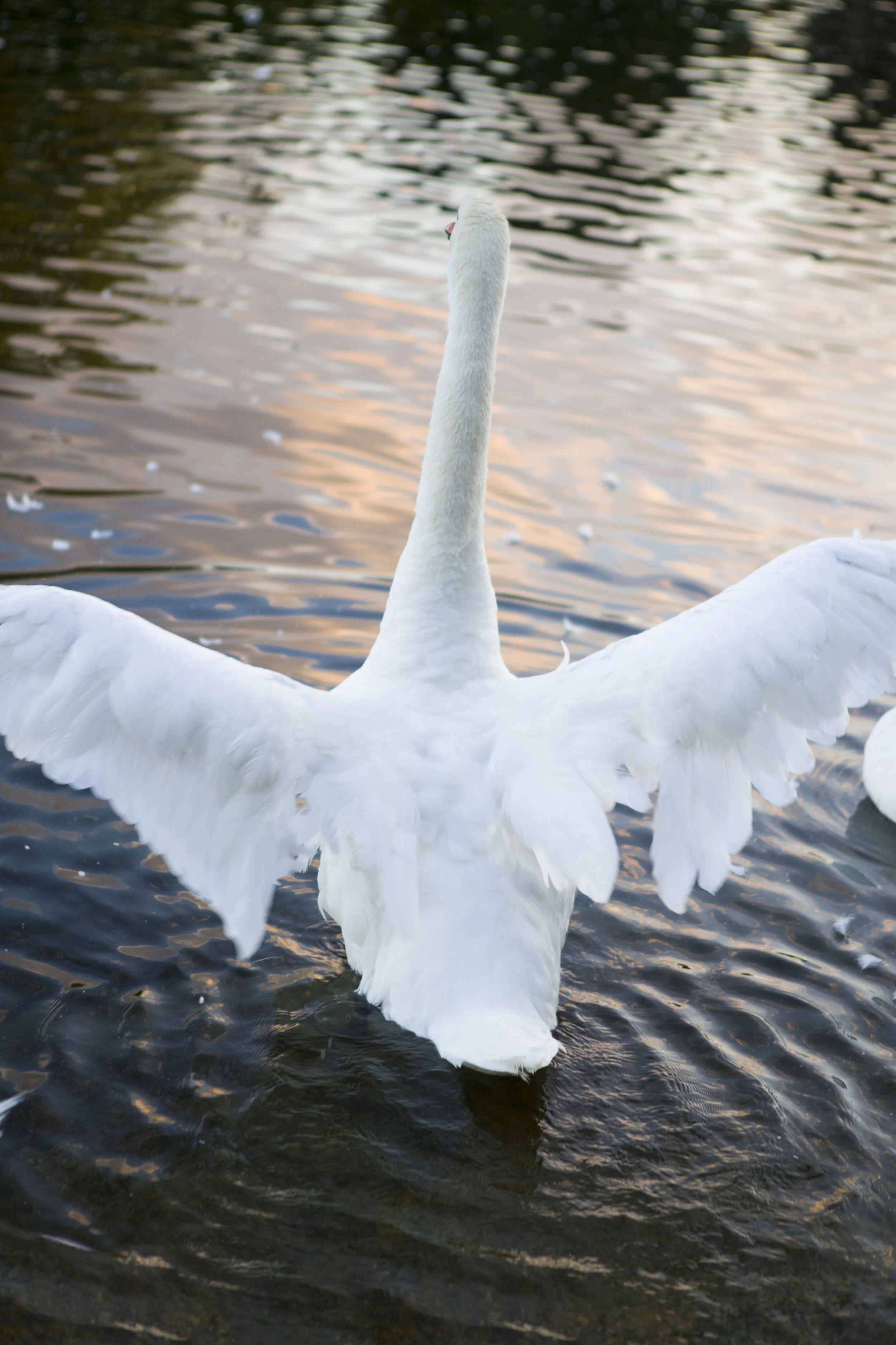 swan_IMG_8494.jpg