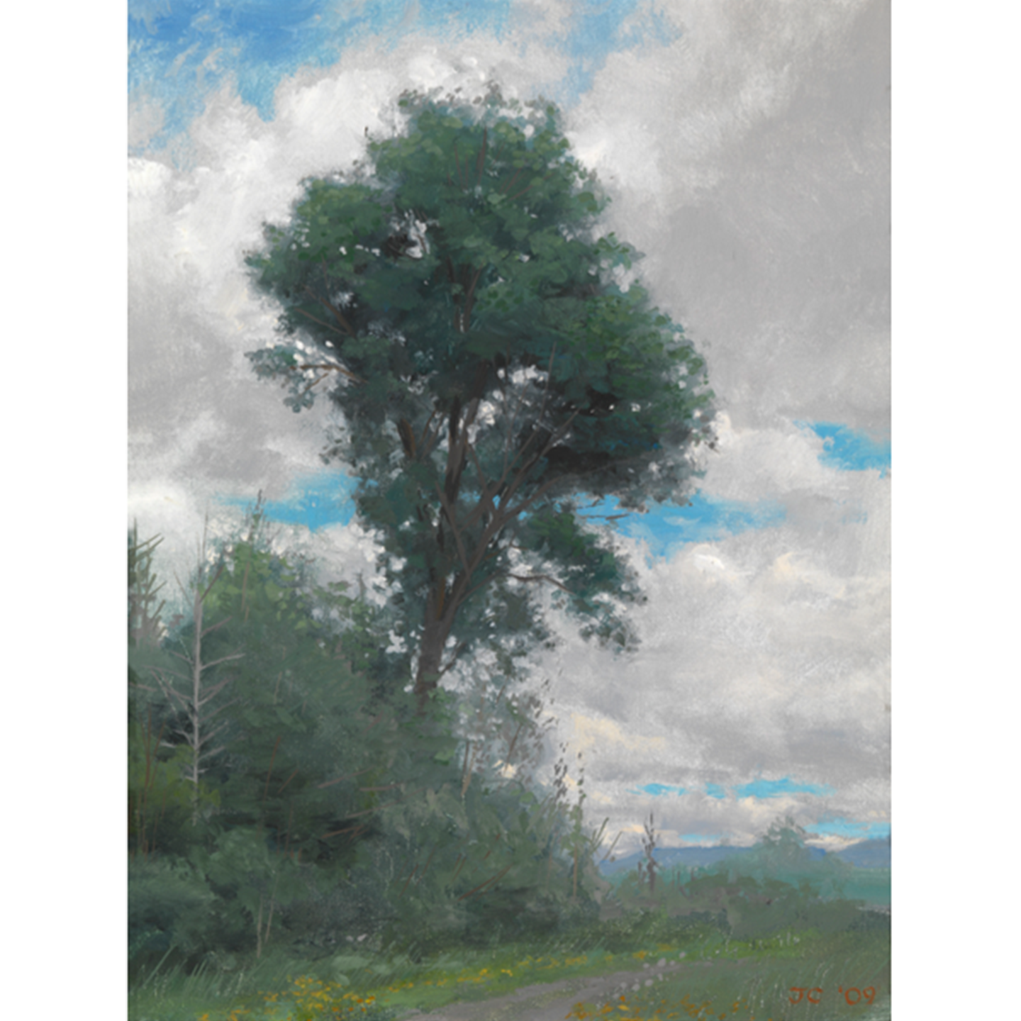 Maple Tree