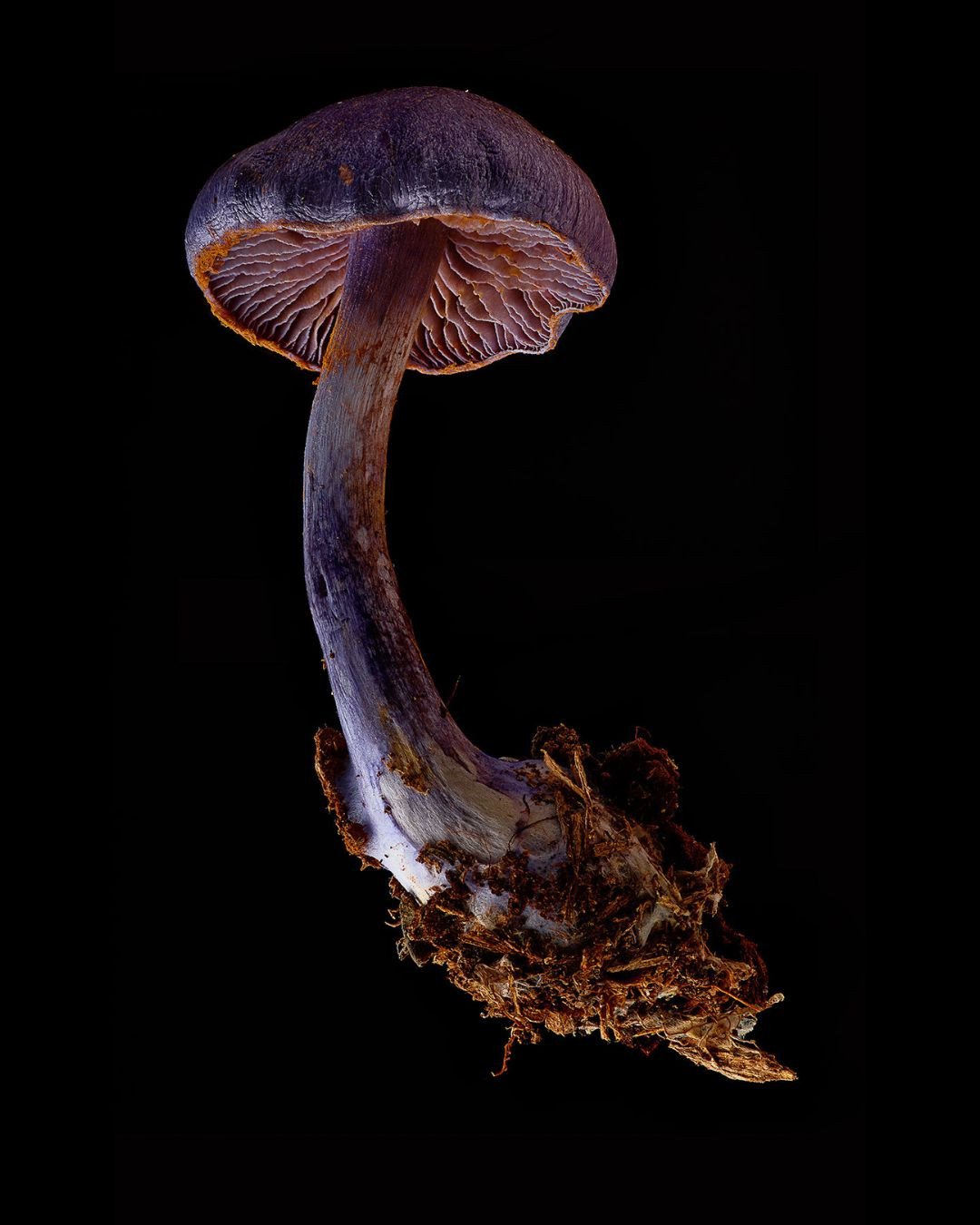 A trio of mushrooms, reimagined as moments of stillness and strange beauty 🍄 Photographs by @dpsculptor now on view in Palm Beach!⁠
⁠
1. Cortinarius Violaceus, 2024, Medium format camera with focus stacking, printed on aluminum, 42 x 26 inches⁠
⁠
2.