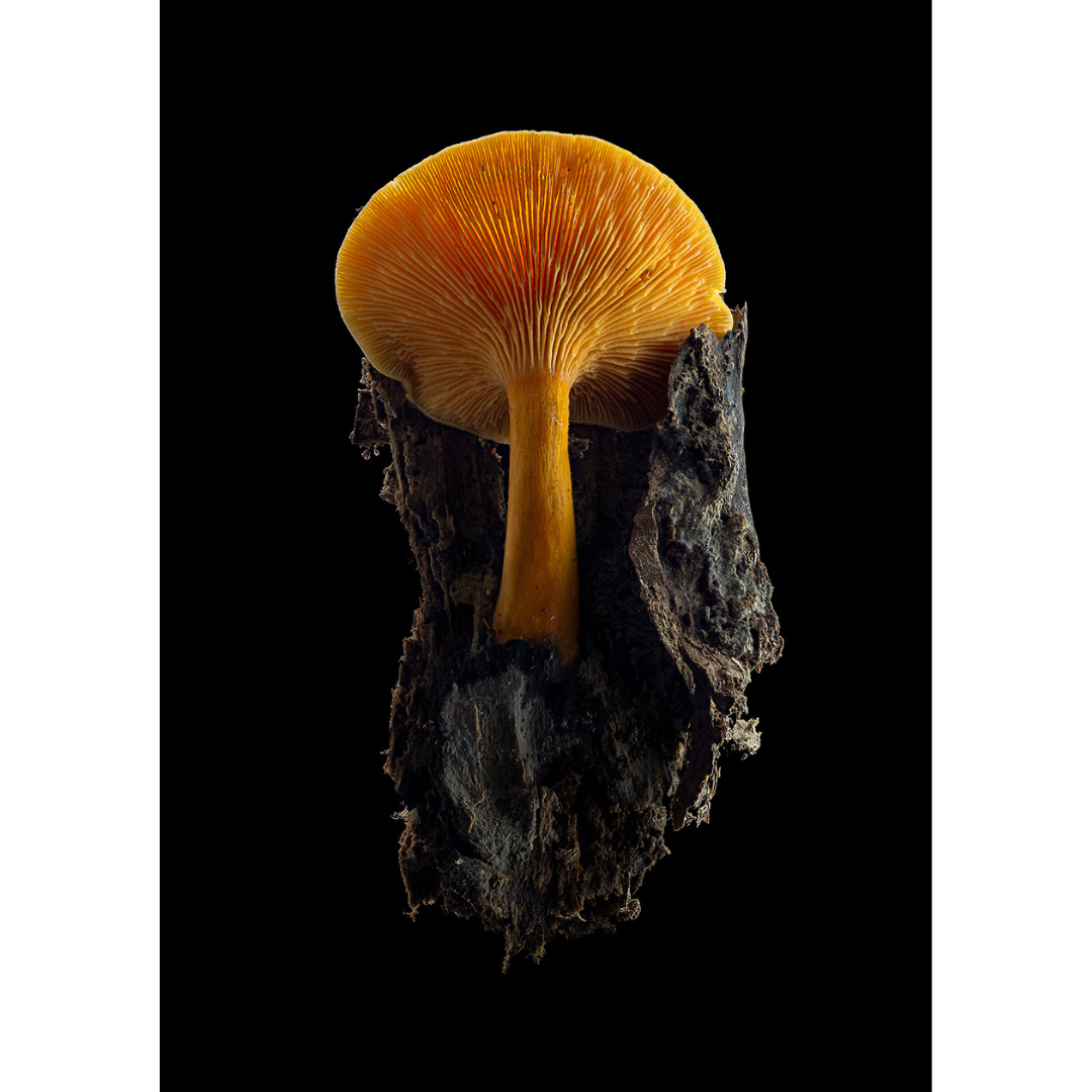 Dan Peterson, False Chanterelle.png
