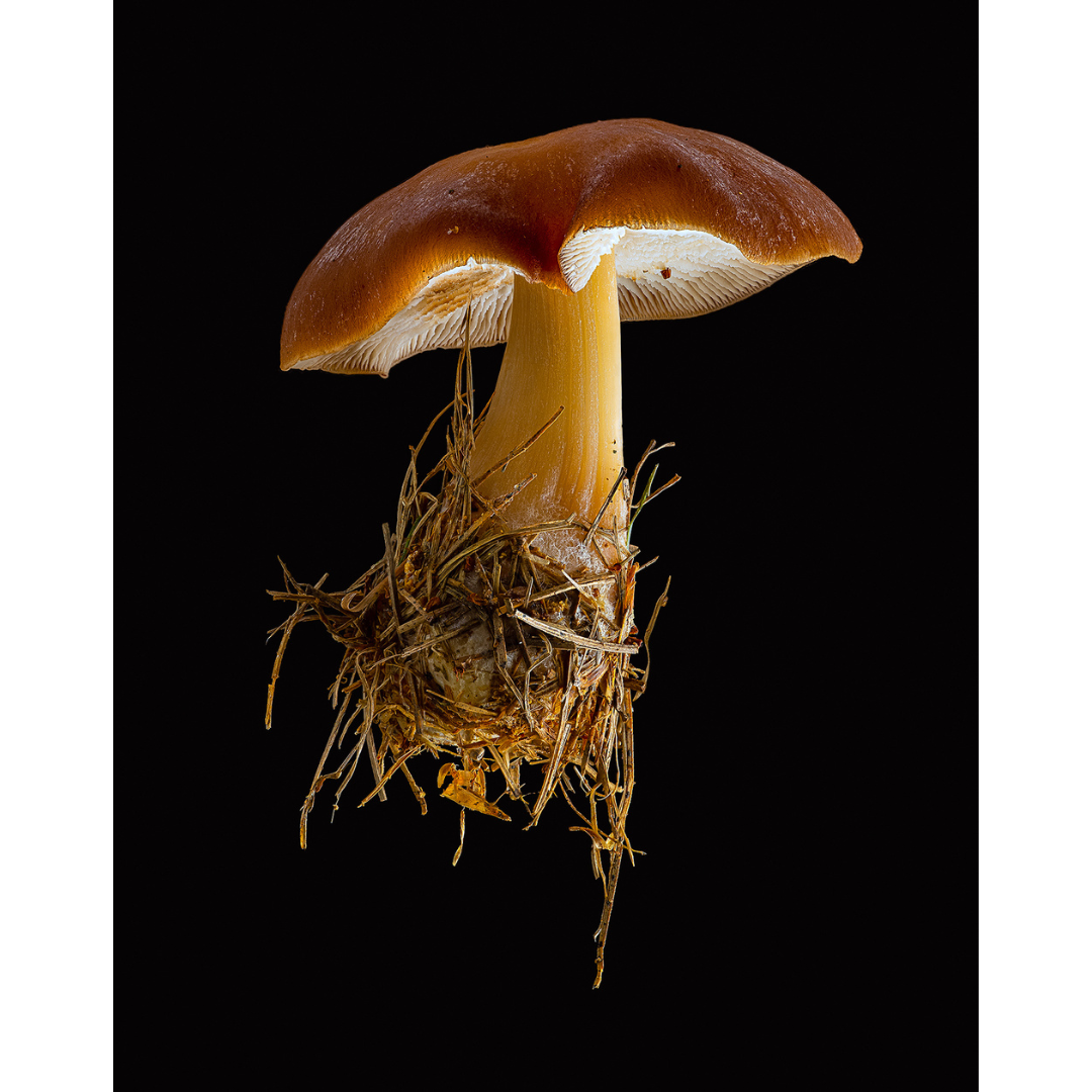 Dan Peterson, Butter Cap.png