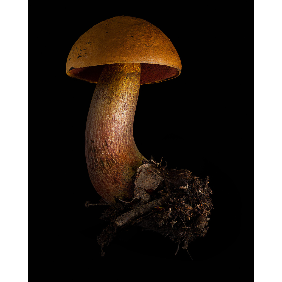 Dan Peterson, Boletus Subvelutipes.png