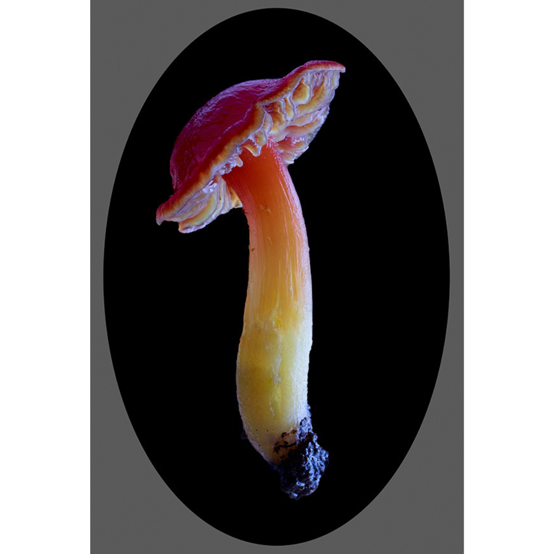 Dan Peterson, Crimson Waxcap.png