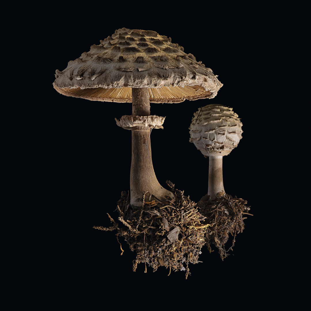 Dan Peterson, Parasol.png