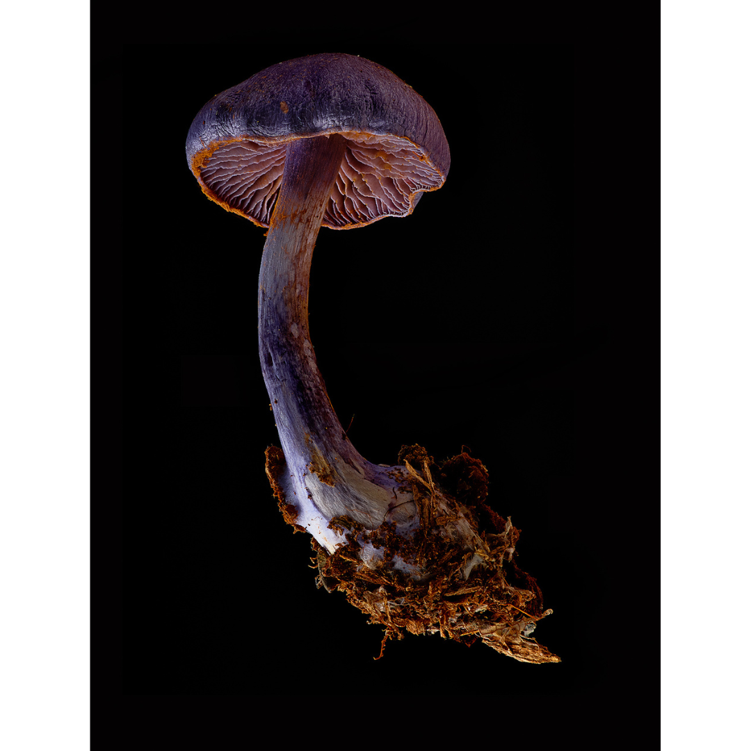 Dan Peterson, Cortinarius Violaceus.png