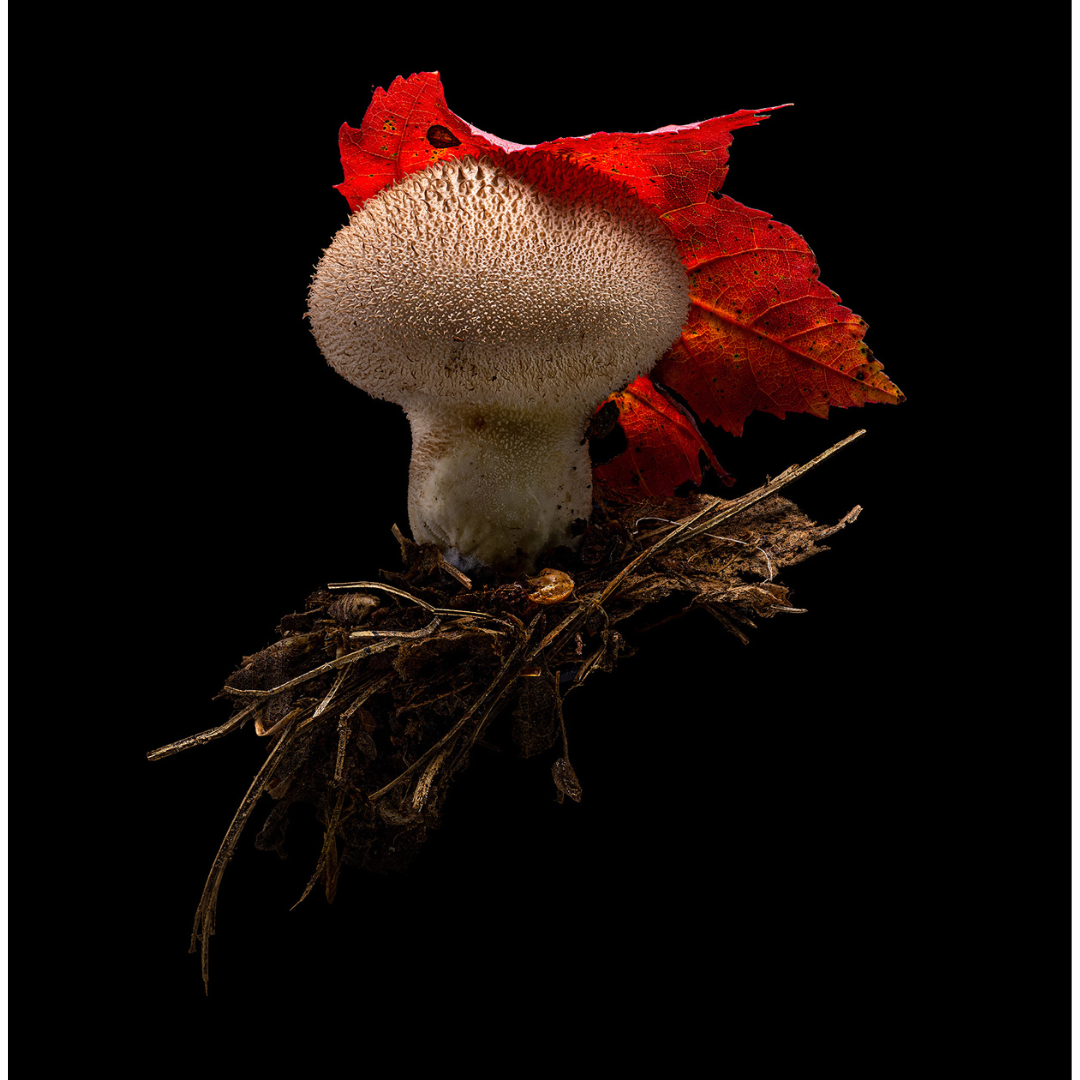 Dan Peterson, Common Puffball with Maple Leaf.png