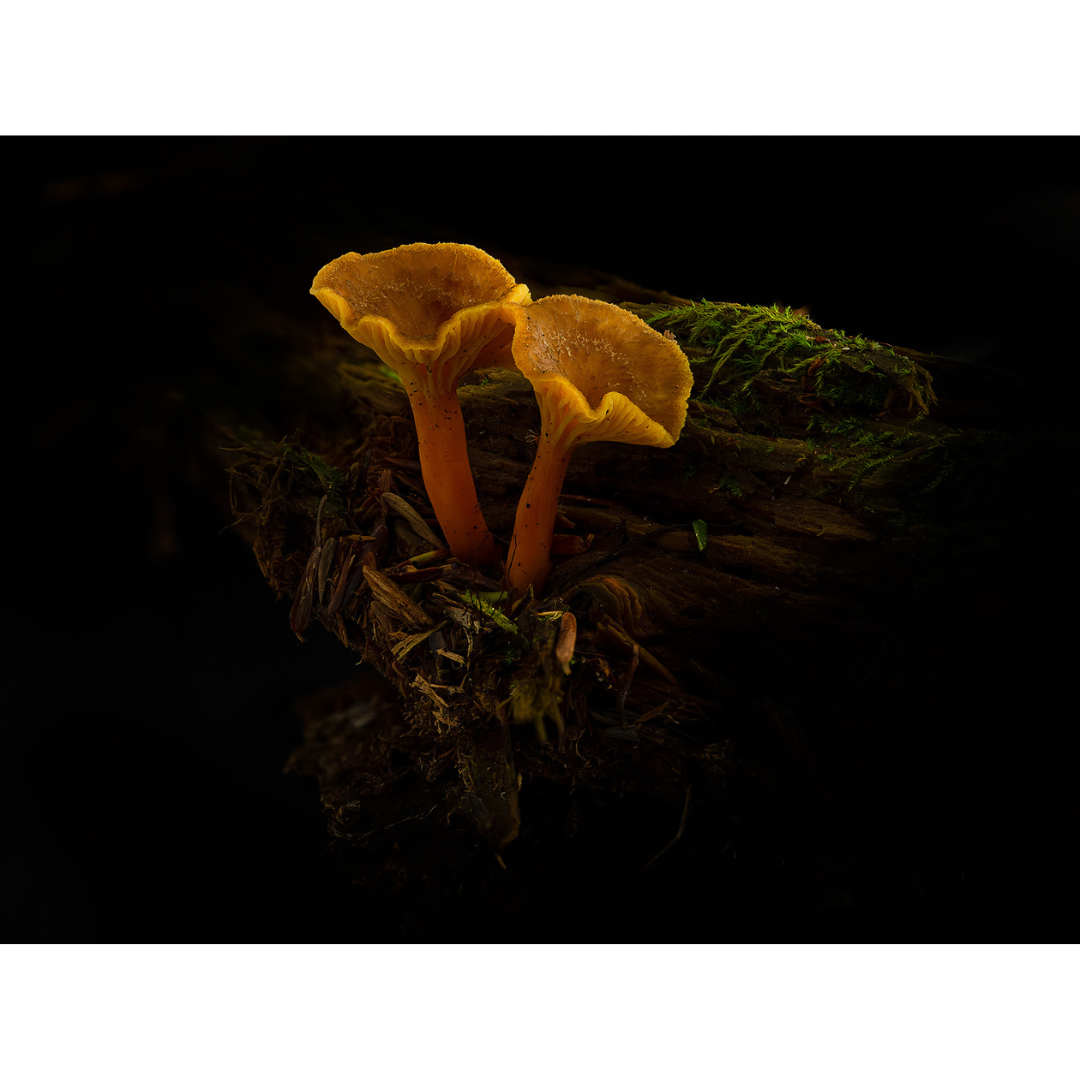 Dan Peterson, Yellowfoot Chanterelle.png