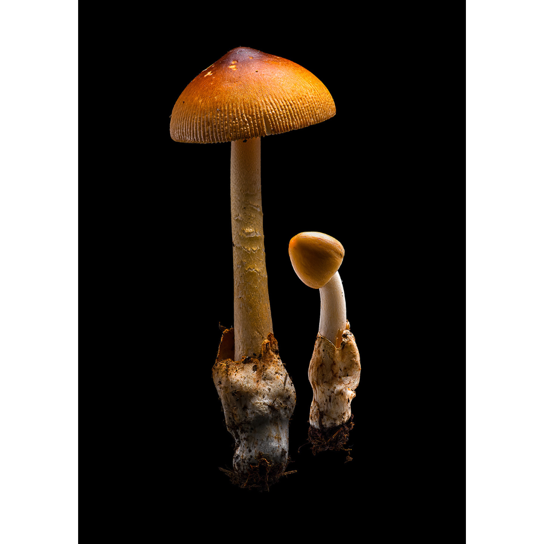 Dan Peterson, Tawny Grisette.png