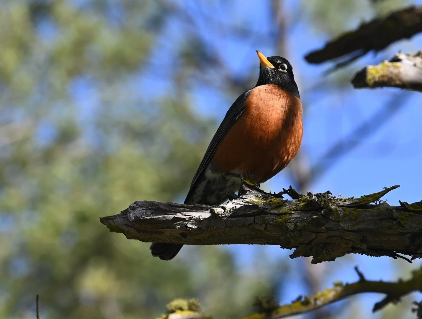Named to Name: How our Identity Defines our Role in God’s Creation