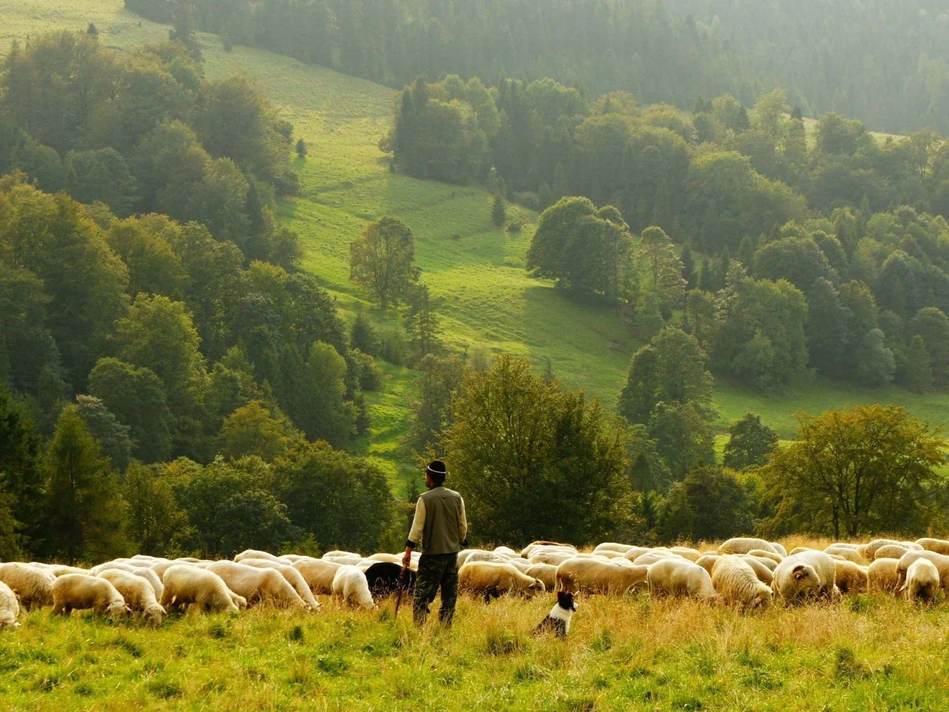 The Beautiful Good Shepherd