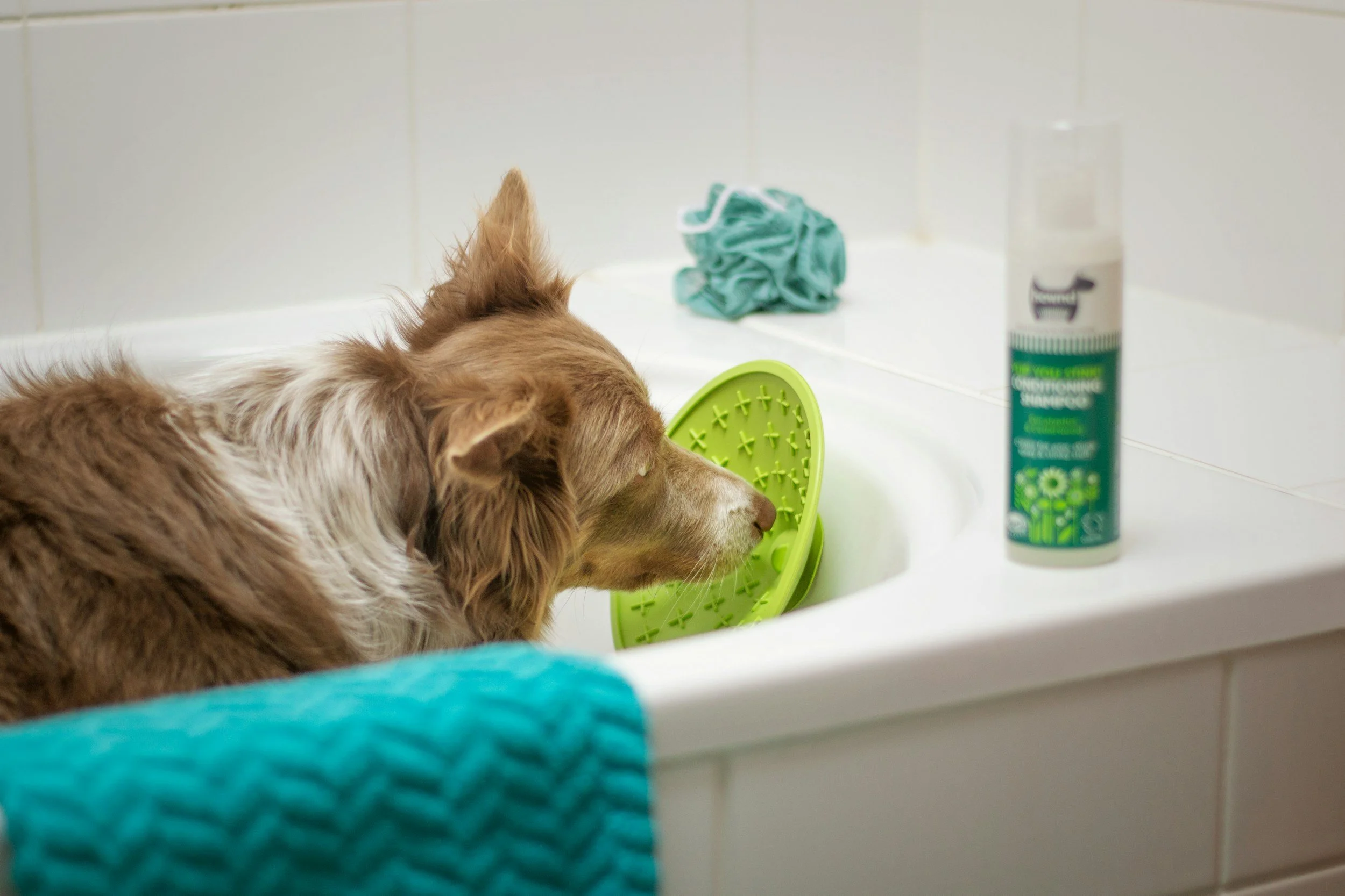 Top 5 Brands Your Groomer Recommends 