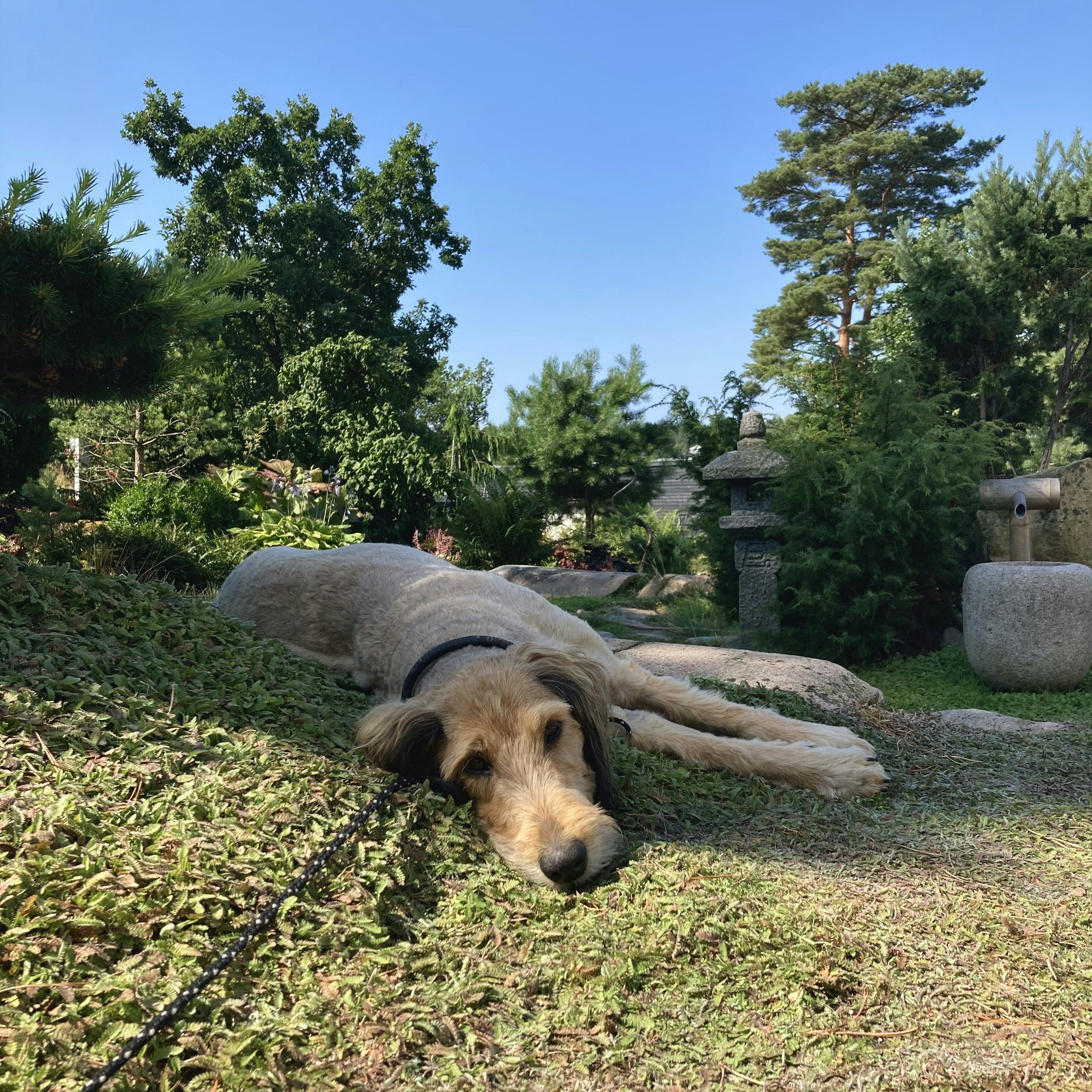 Spring Pet Care Reset: Shedding, Allergies &amp; Fresh Routines